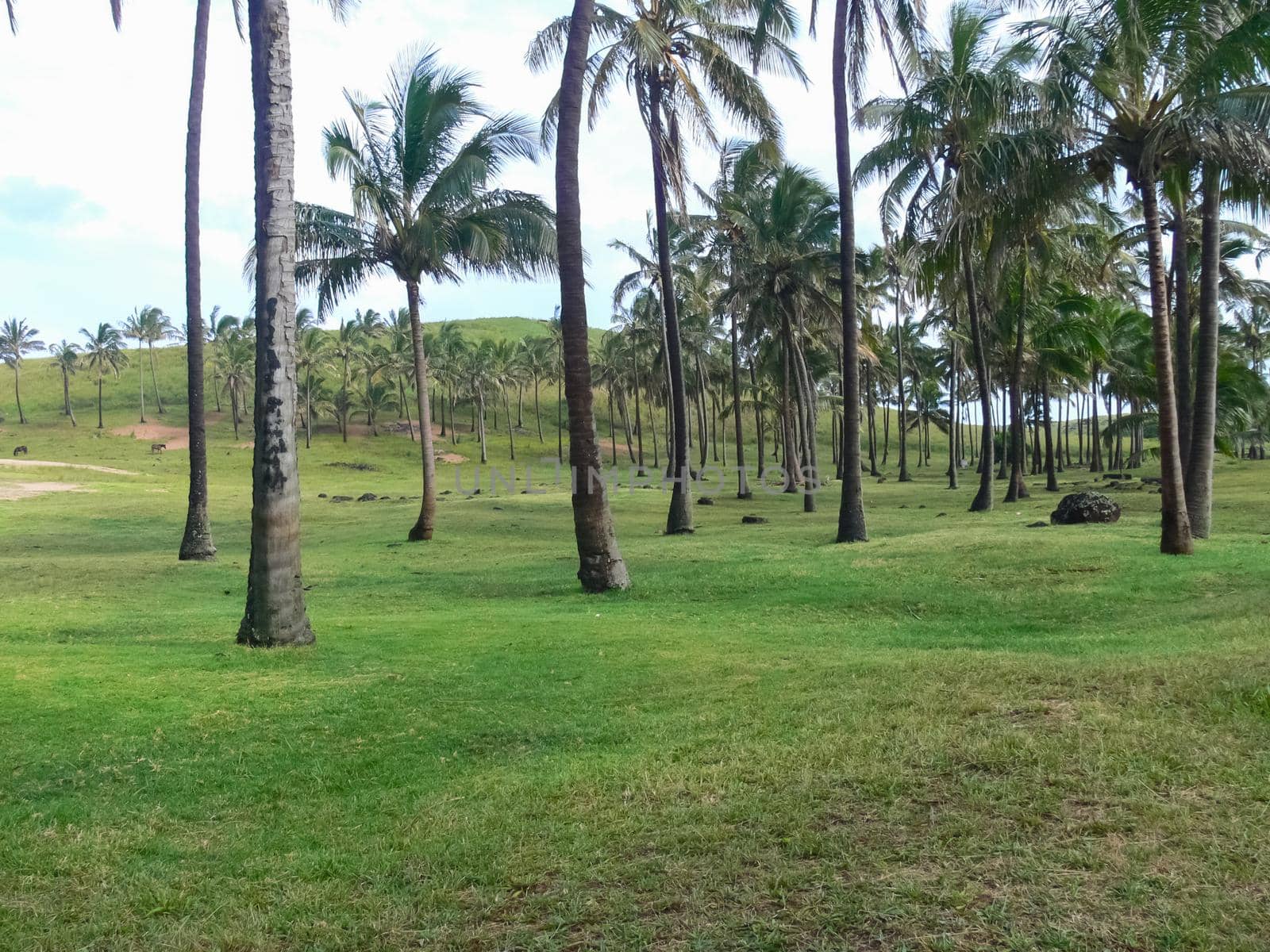 The nature of Easter Island, landscape, vegetation and coast.