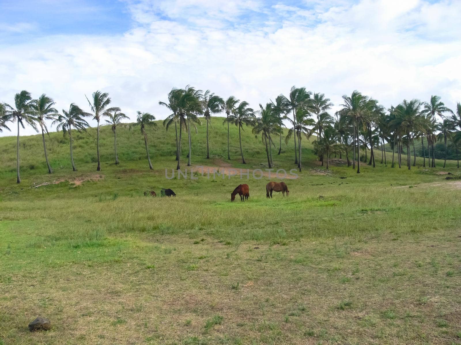 The nature of Easter Island, landscape, vegetation and coast.