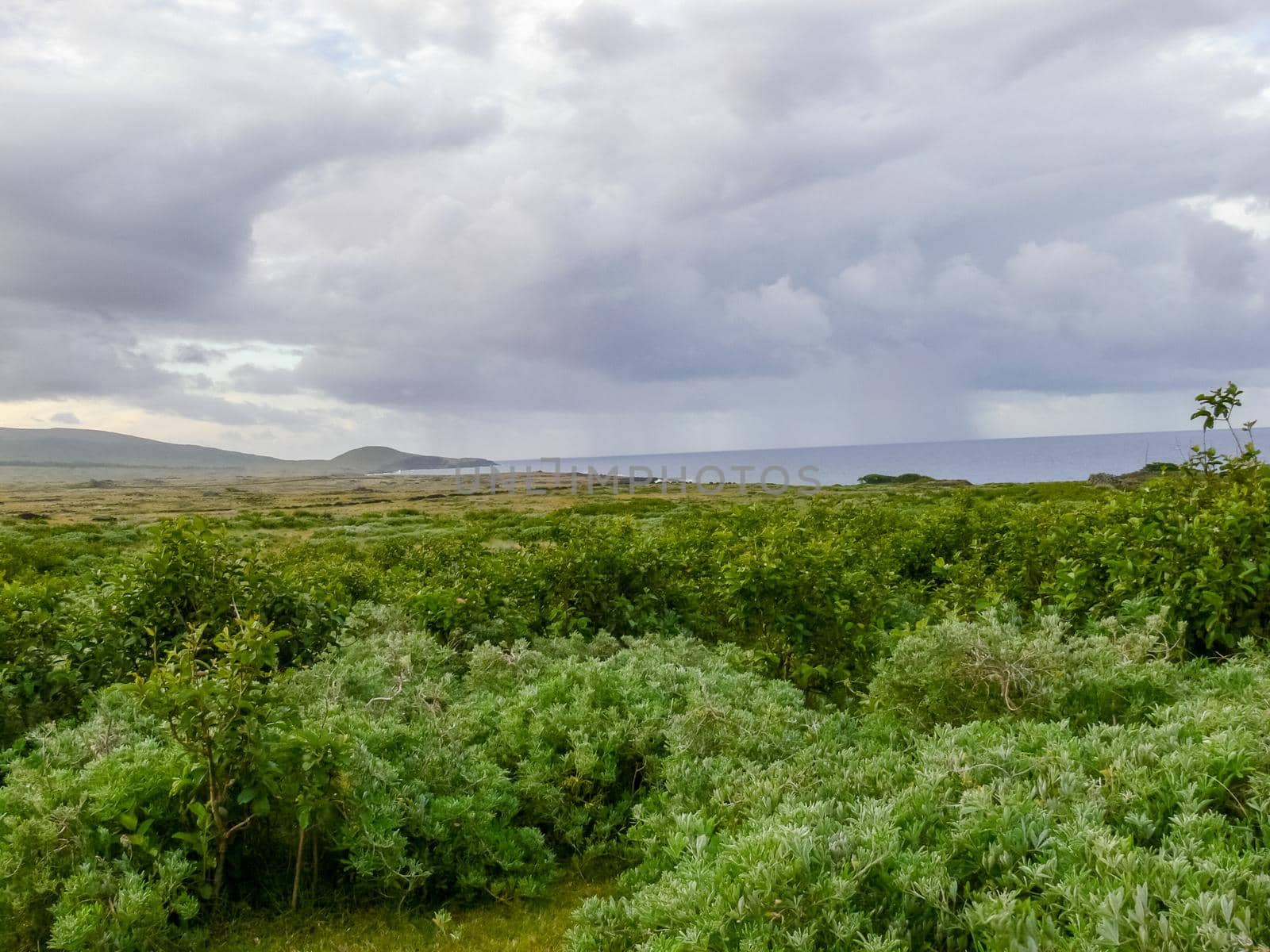 The nature of Easter Island, landscape, vegetation and coast.