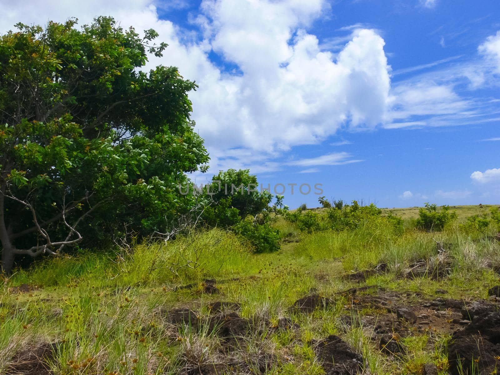 The nature of Easter Island, landscape, vegetation and coast.