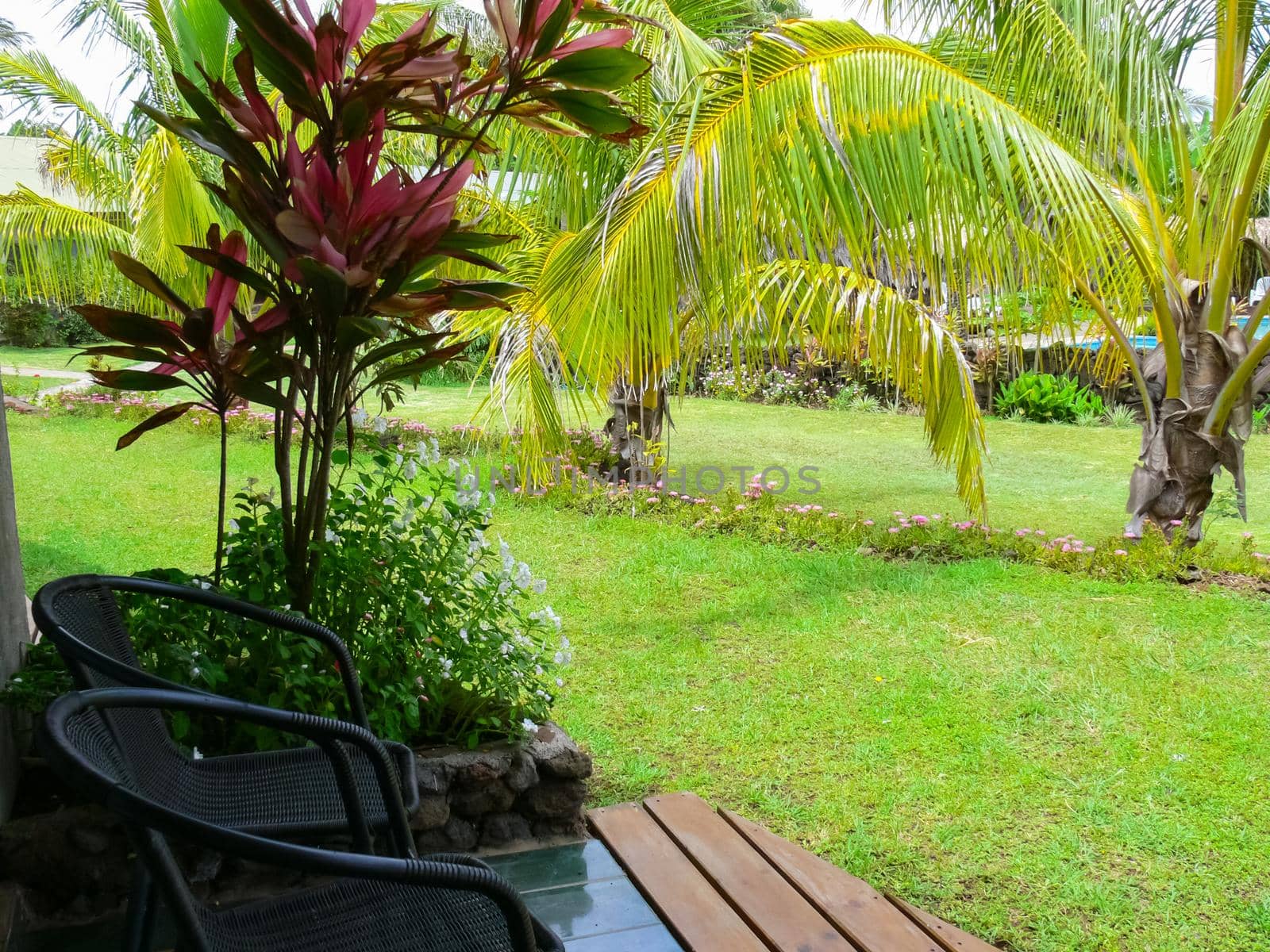 Palm trees on Easter Island. nature and plants on Easter Island.