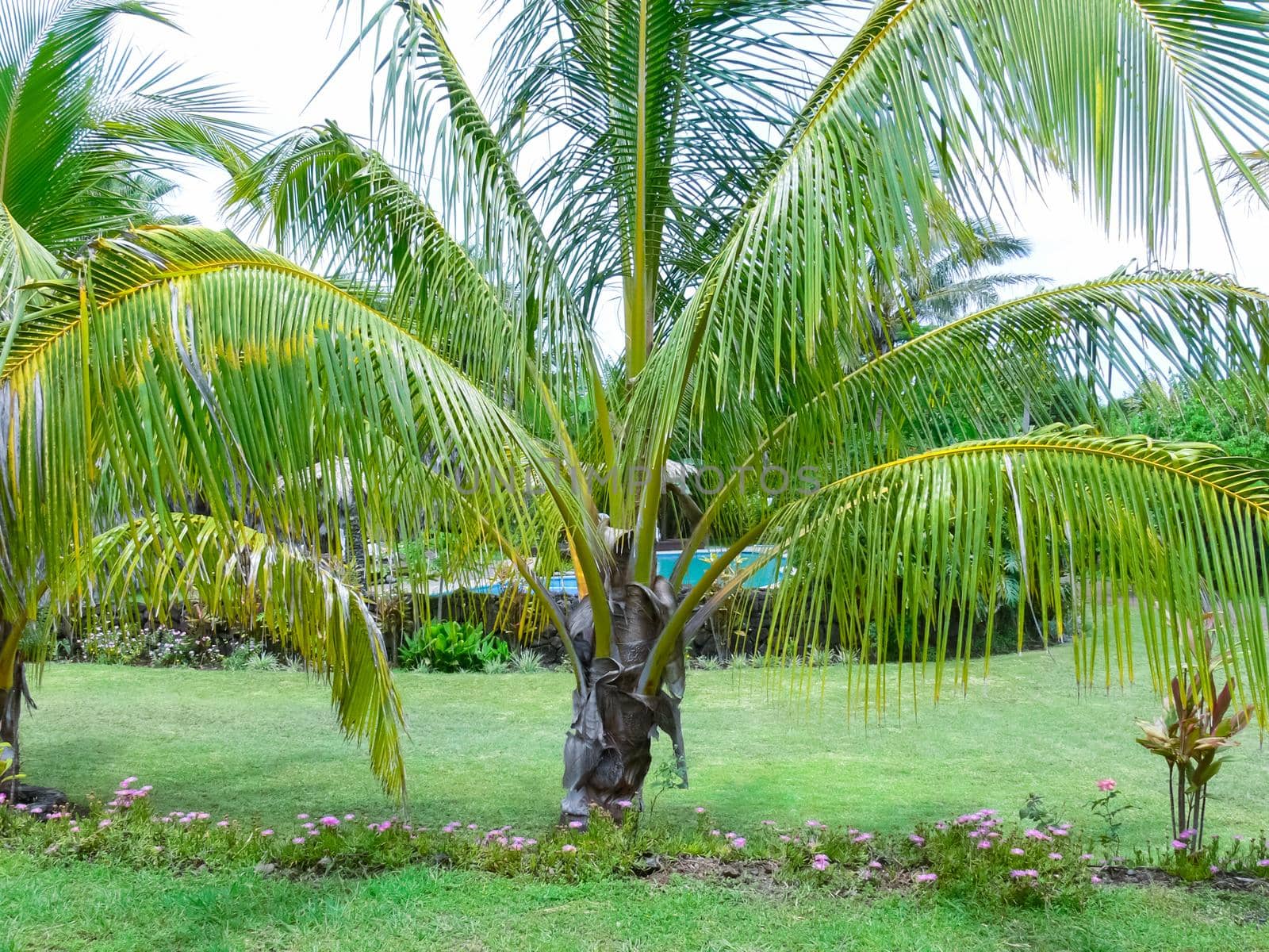 Palm trees on Easter Island. nature and plants on Easter Island.