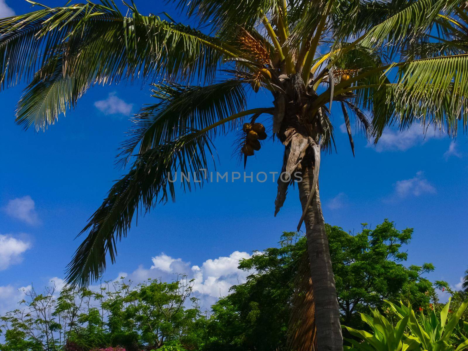 Palm trees on Easter Island. nature plants on Easter Island. by DePo