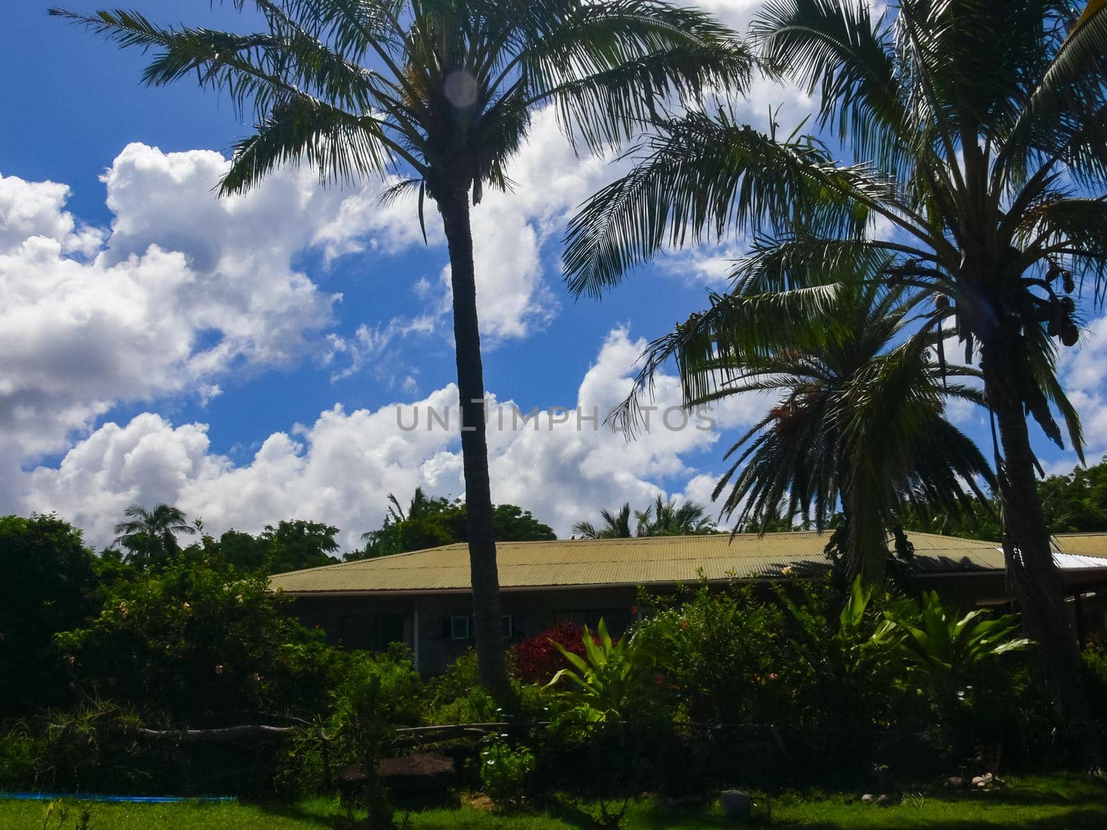 Palm trees on Easter Island. nature plants on Easter Island. by DePo