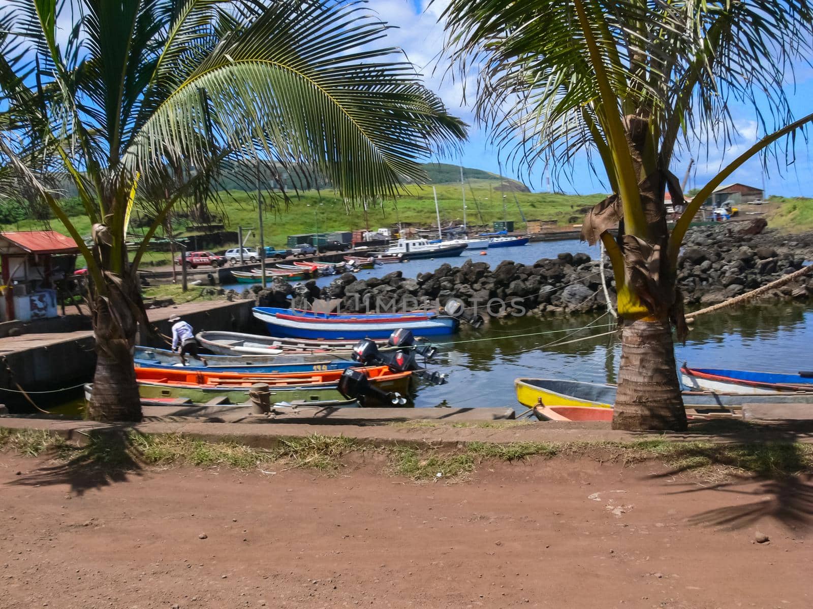 Palm trees on Easter Island. nature plants on Easter Island. by DePo