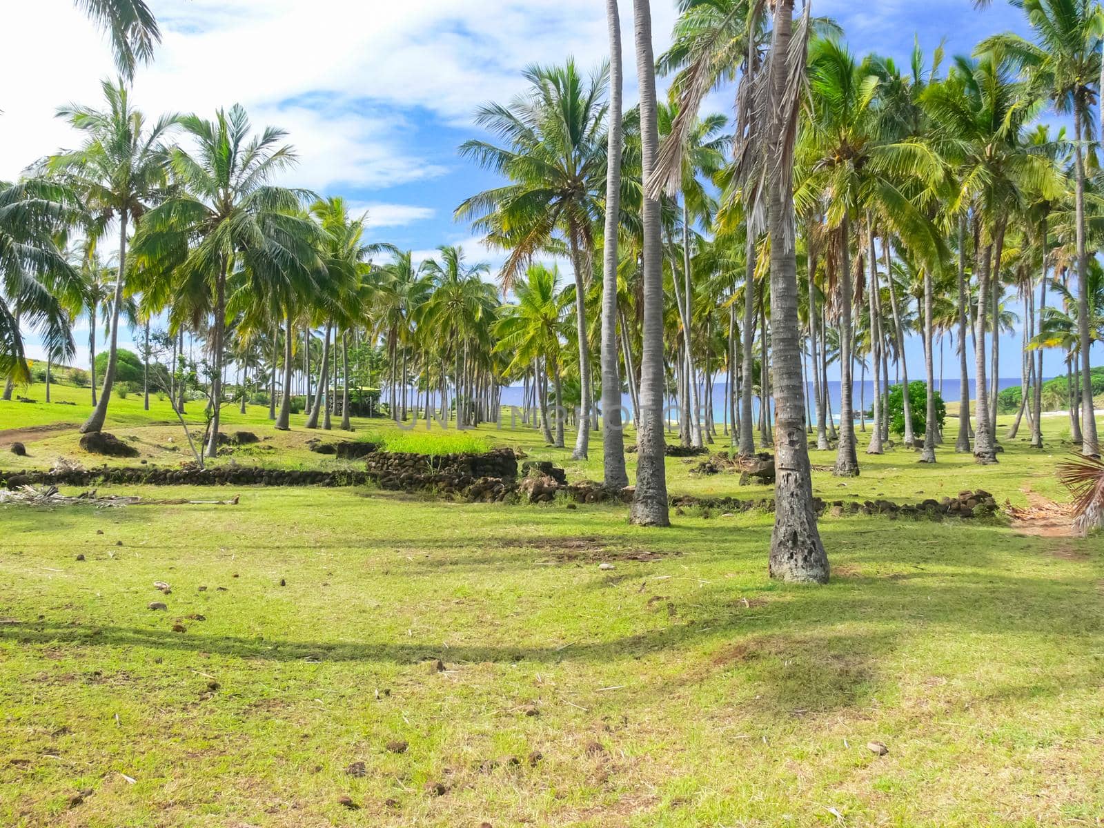 Palm trees on Easter Island. nature plants on Easter Island. by DePo