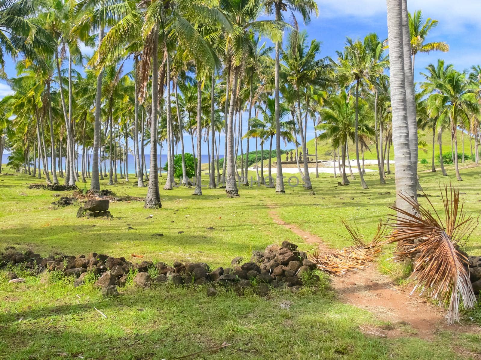 Palm trees on Easter Island. nature and plants on Easter Island.