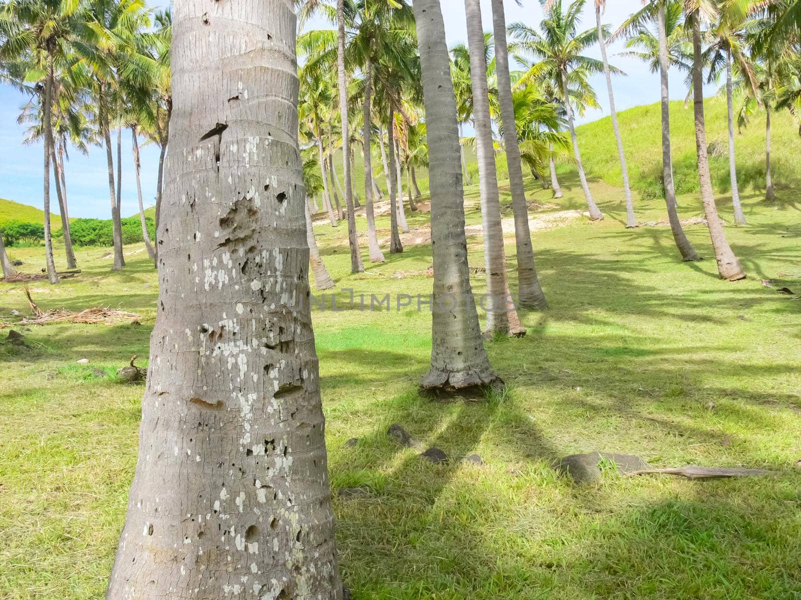 Palm trees on Easter Island. nature and plants on Easter Island.