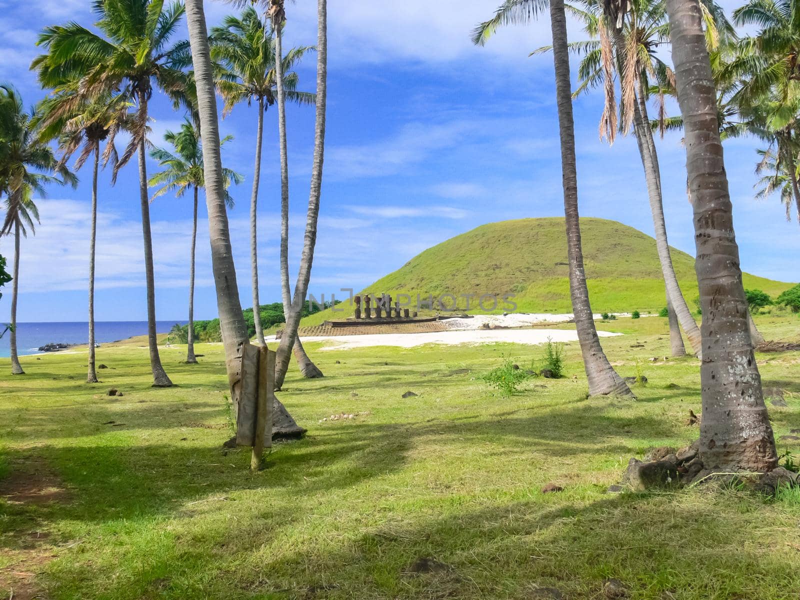 Palm trees on Easter Island. nature and plants on Easter Island.