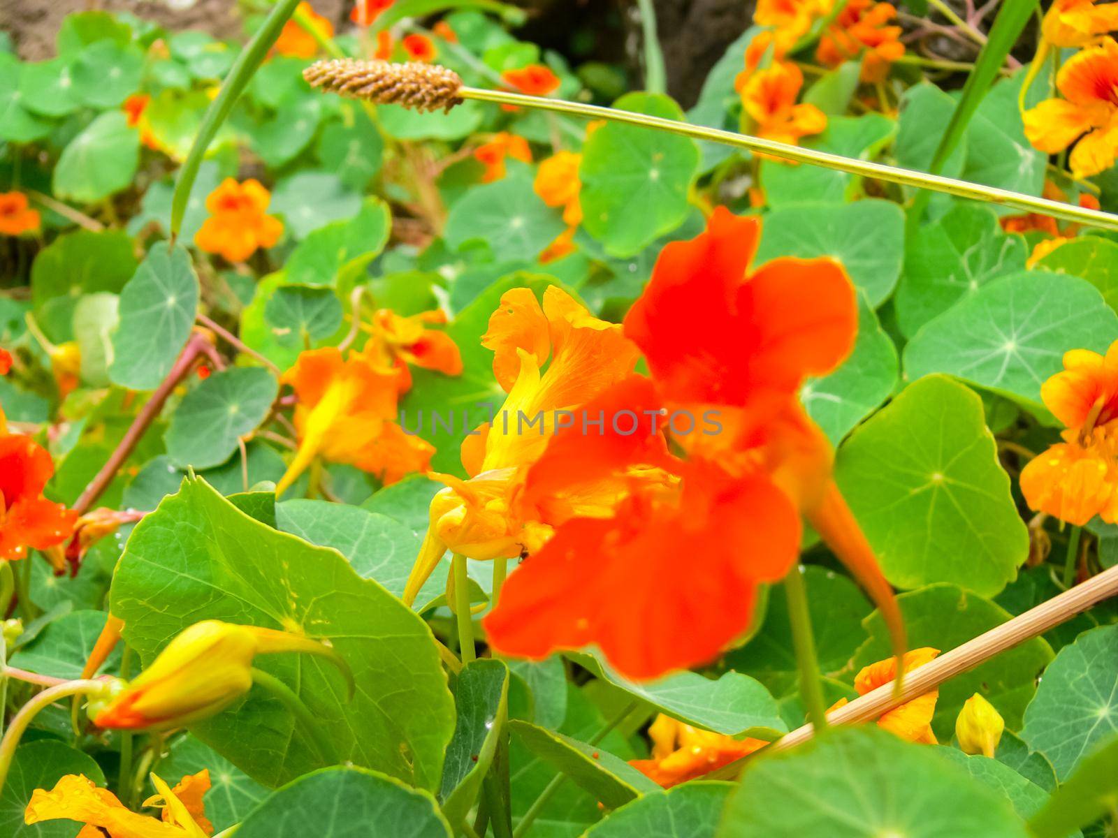 Red flower on a flowerbed on Easter Island.