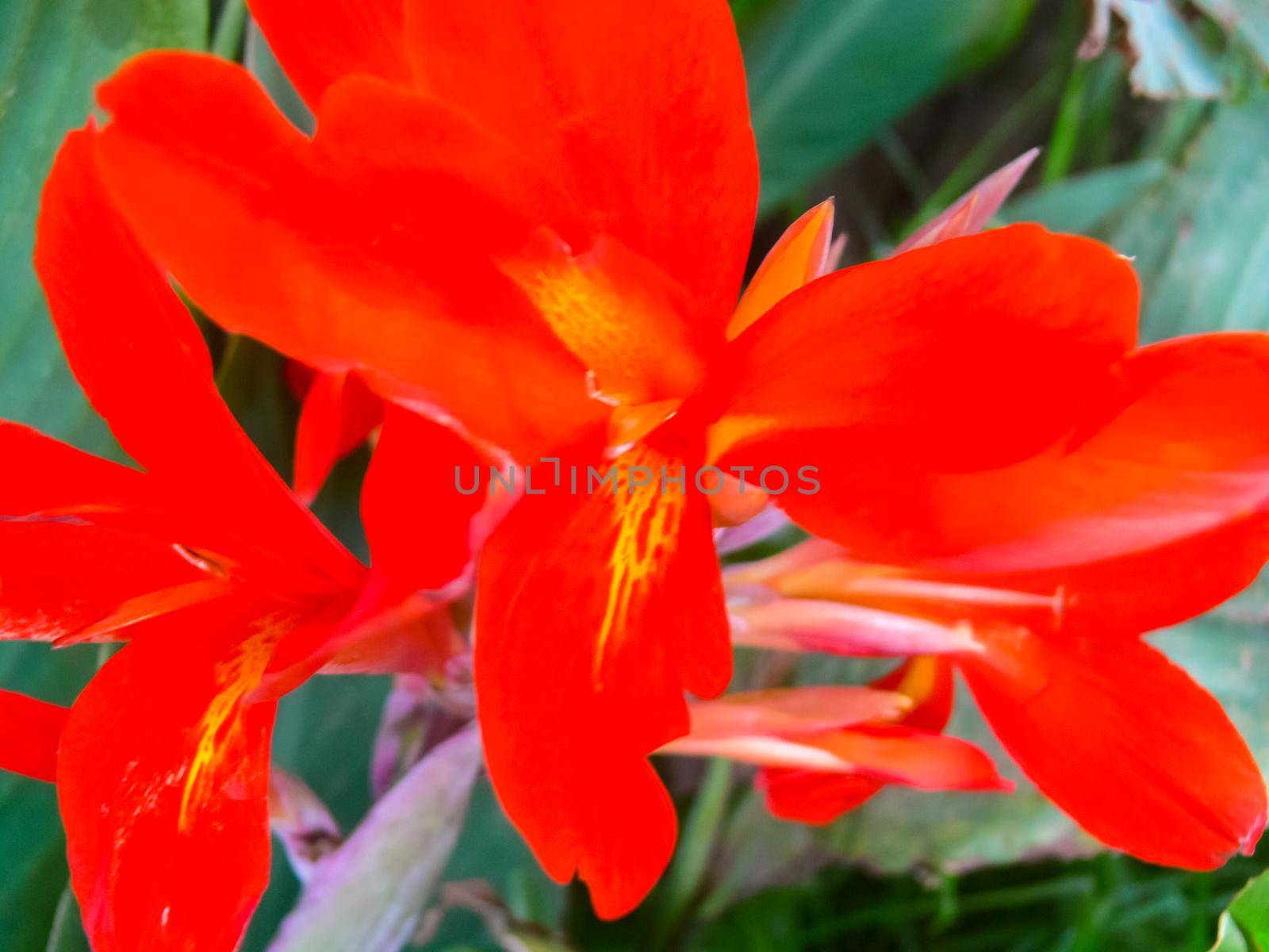 Red flower on flowerbed on Easter Island. by DePo