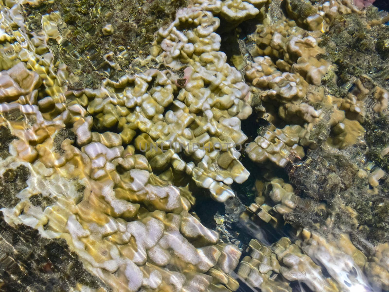 Sea corals near the shore in shallow water. Easter Island.