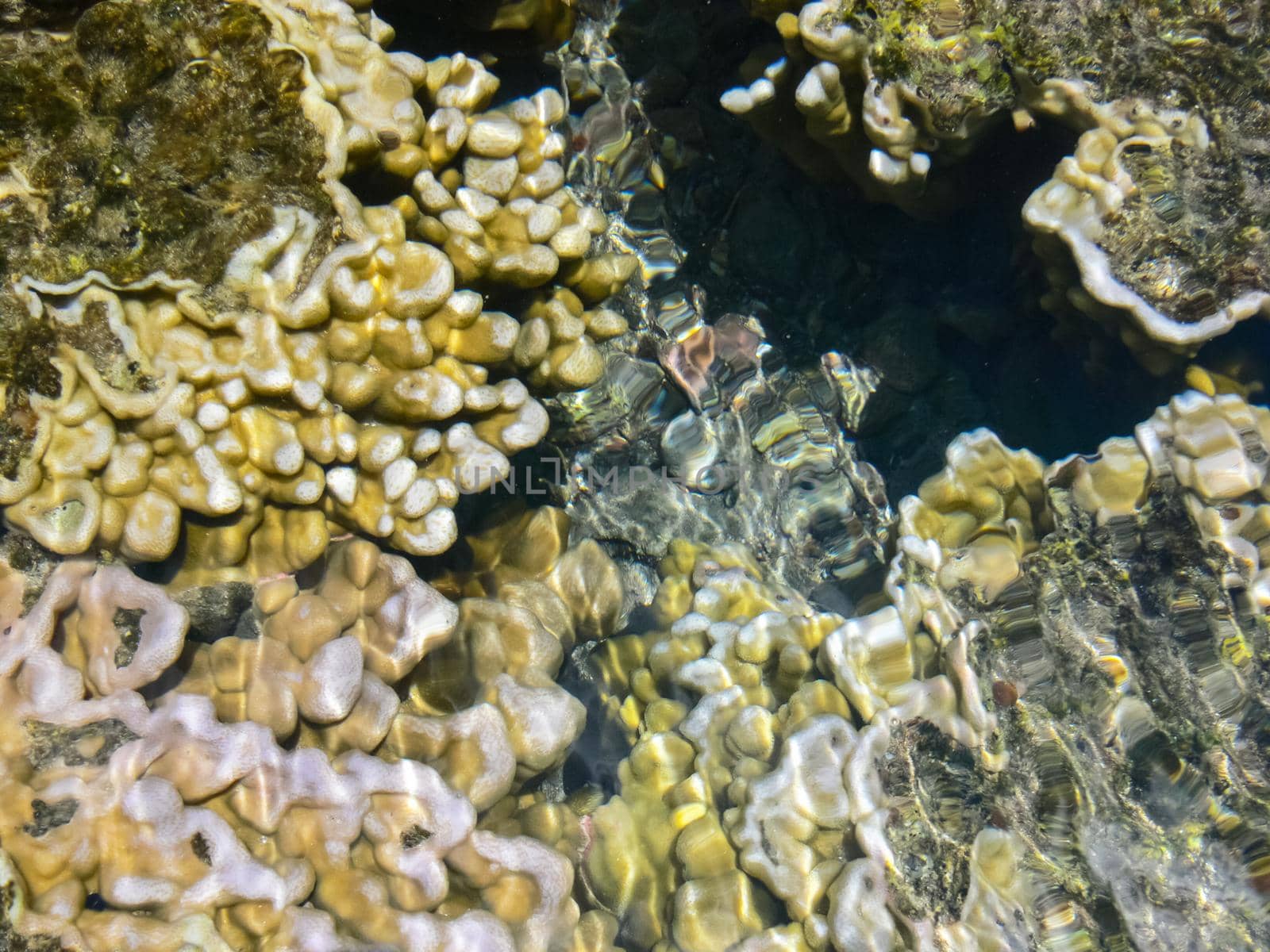 Sea corals near the shore in shallow water. Easter Island.