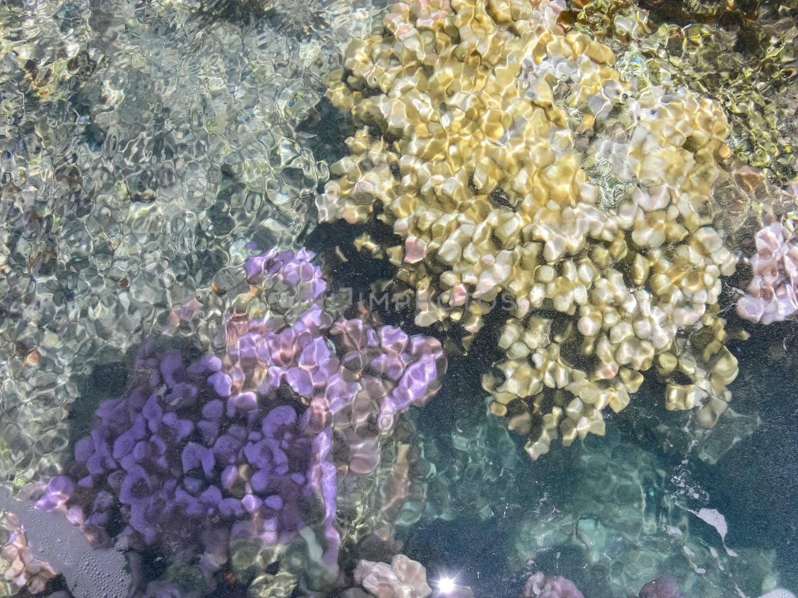 Sea corals near the shore in shallow water. Easter Island.