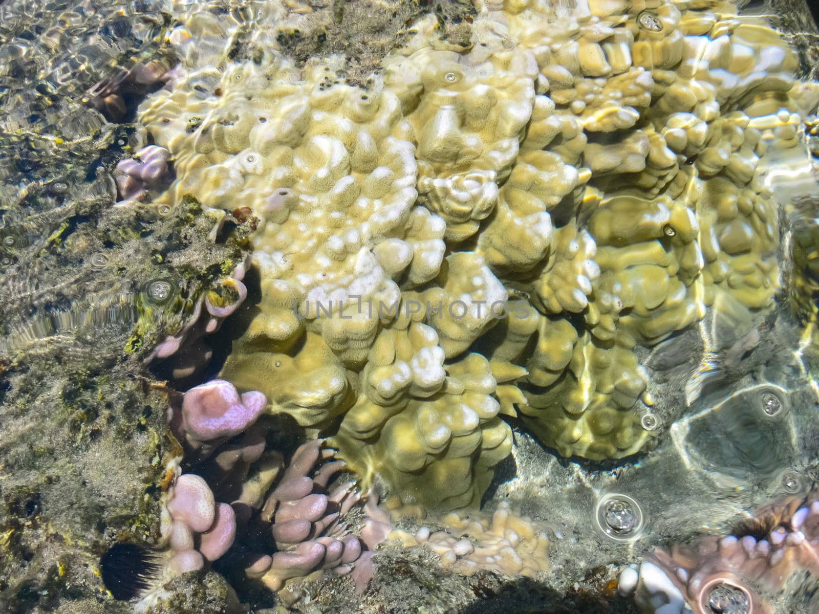 Sea corals near the shore in shallow water. Easter Island.