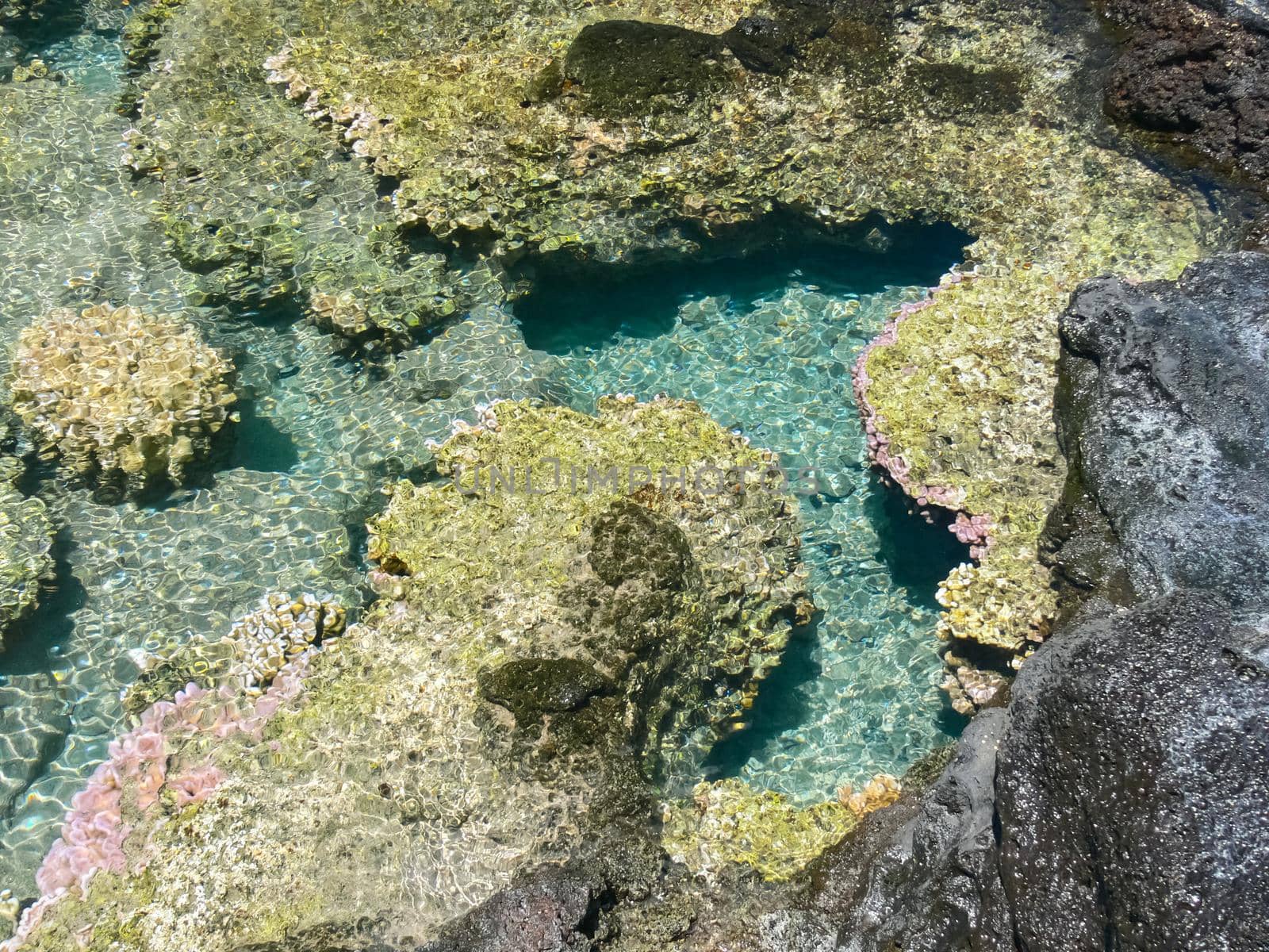 Sea corals near the shore in shallow water. Easter Island.