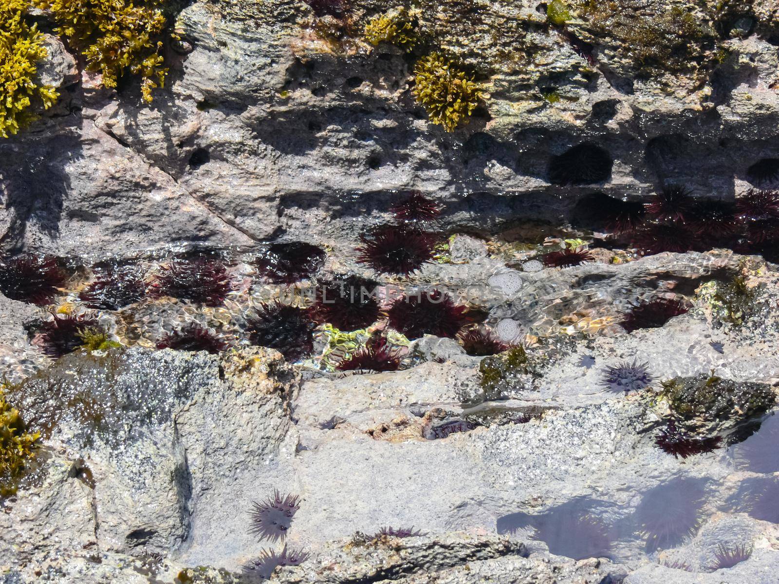 Sea hedgehogs on the rocky shore, rendered by the sea.