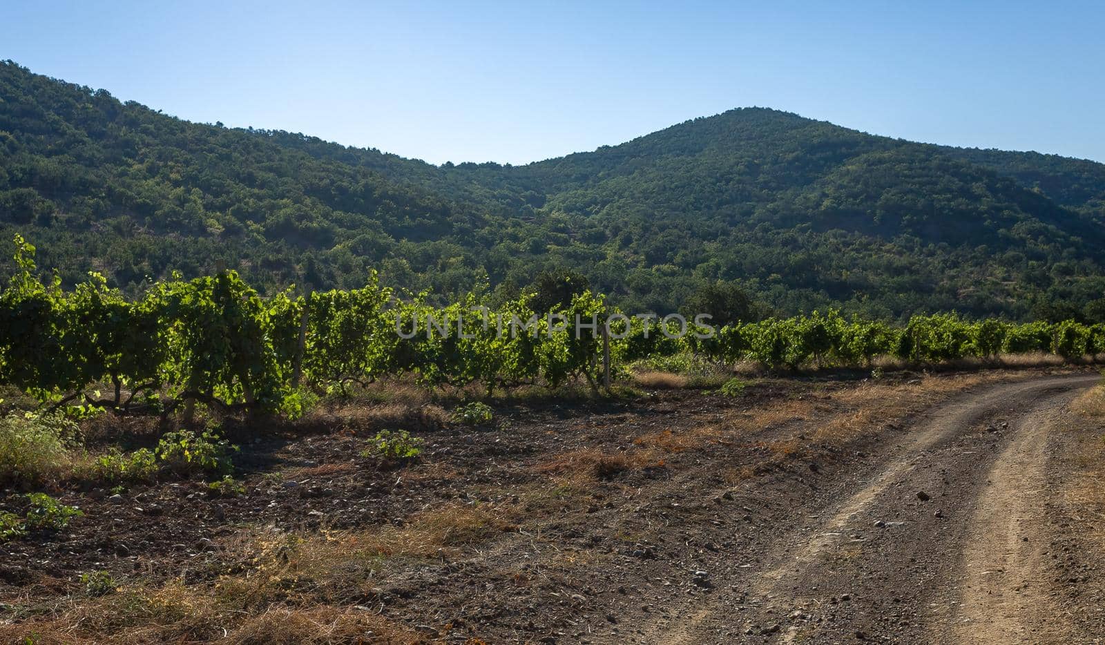 Rows of vineyards surrounded by rocky mountains in the early morning.