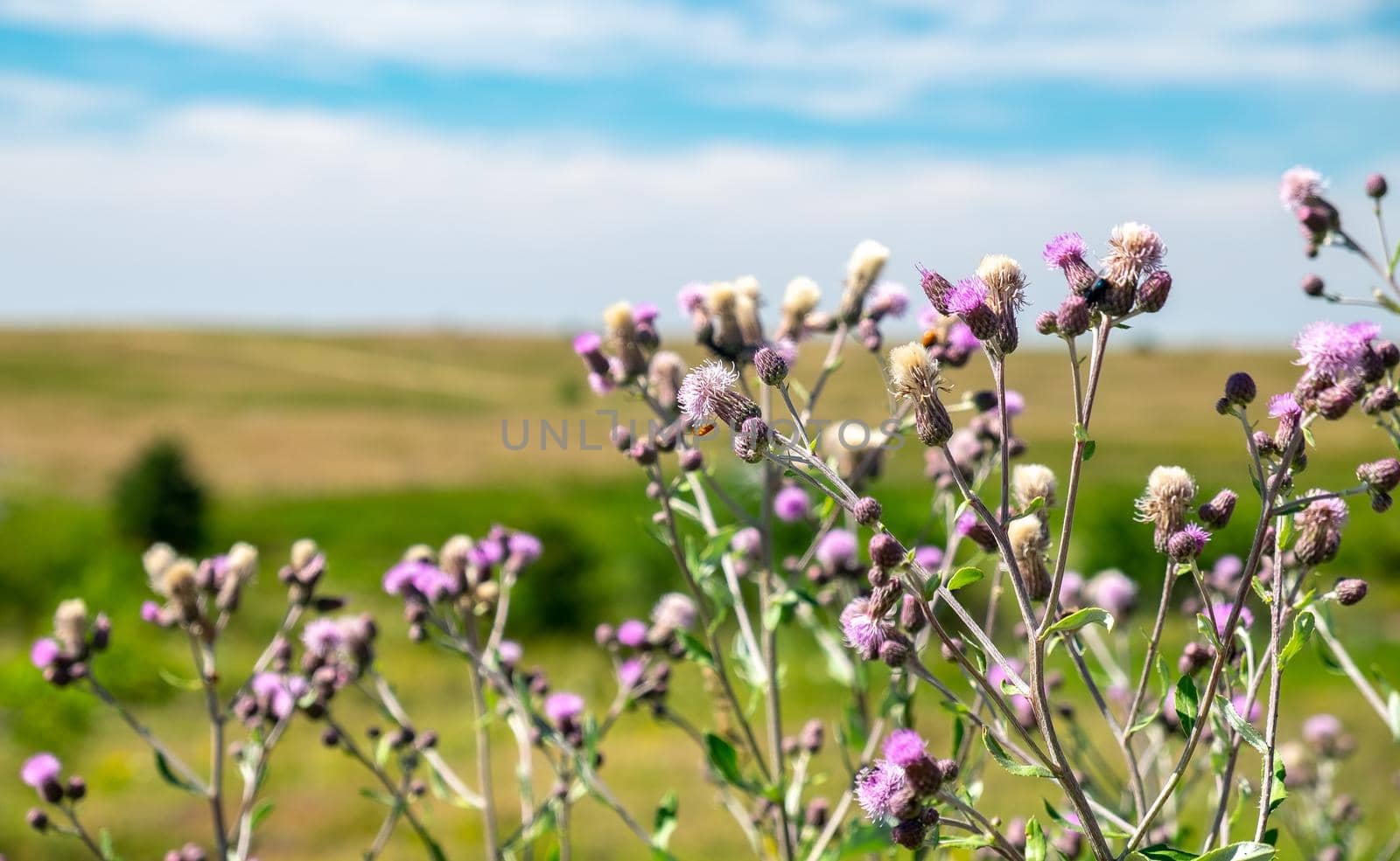 Perennial species of flowering plant in the family Asteraceae Cirsium arvense on a clear sunny day