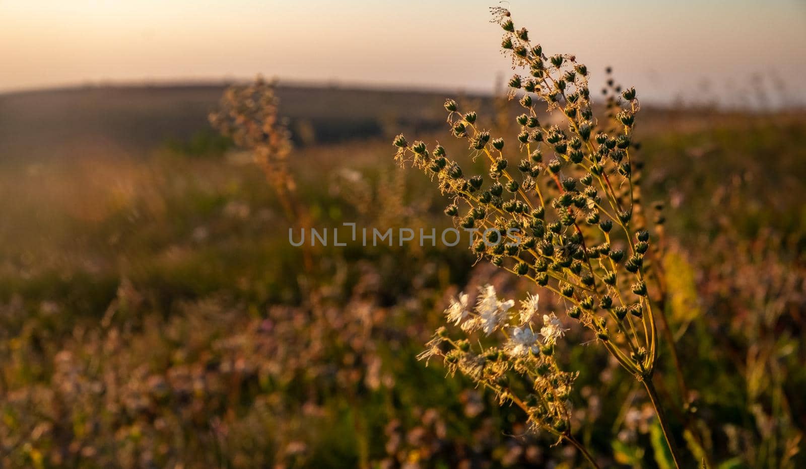 Wildflowers illuminated by the sunset light.