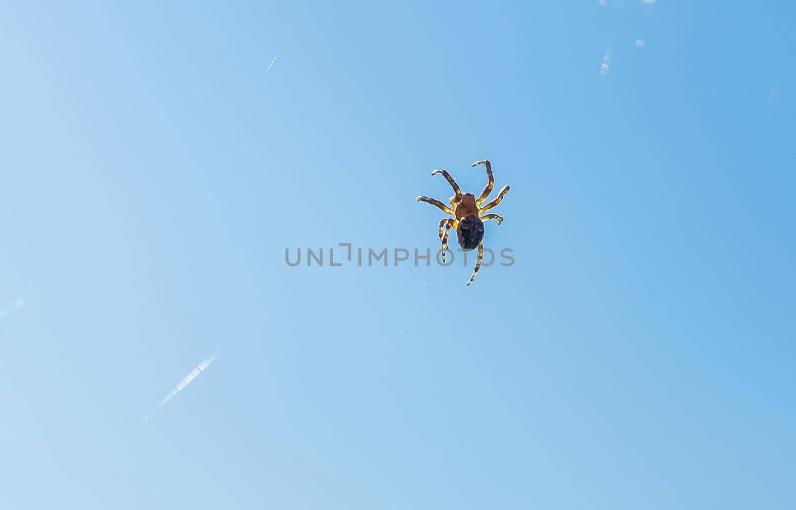 The silhouette of a huge spider on a thin web, backlit by the bright sun, against a blue sky.