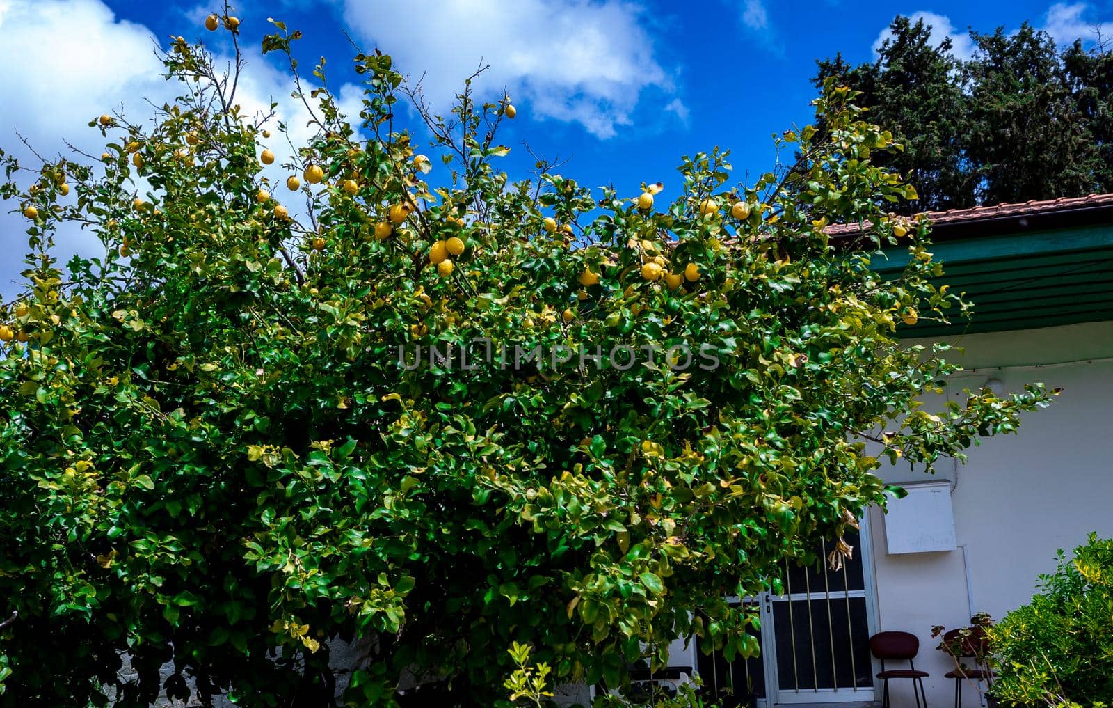 Citrus trees in a small village in the mountainous part of the island of Cyprus in early spring.