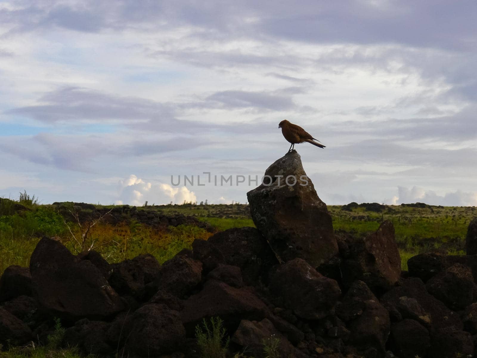 An eagle on Easter Island. Bird of prey