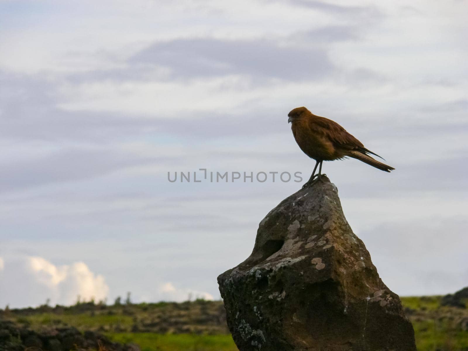 An eagle on Easter Island. Bird of prey