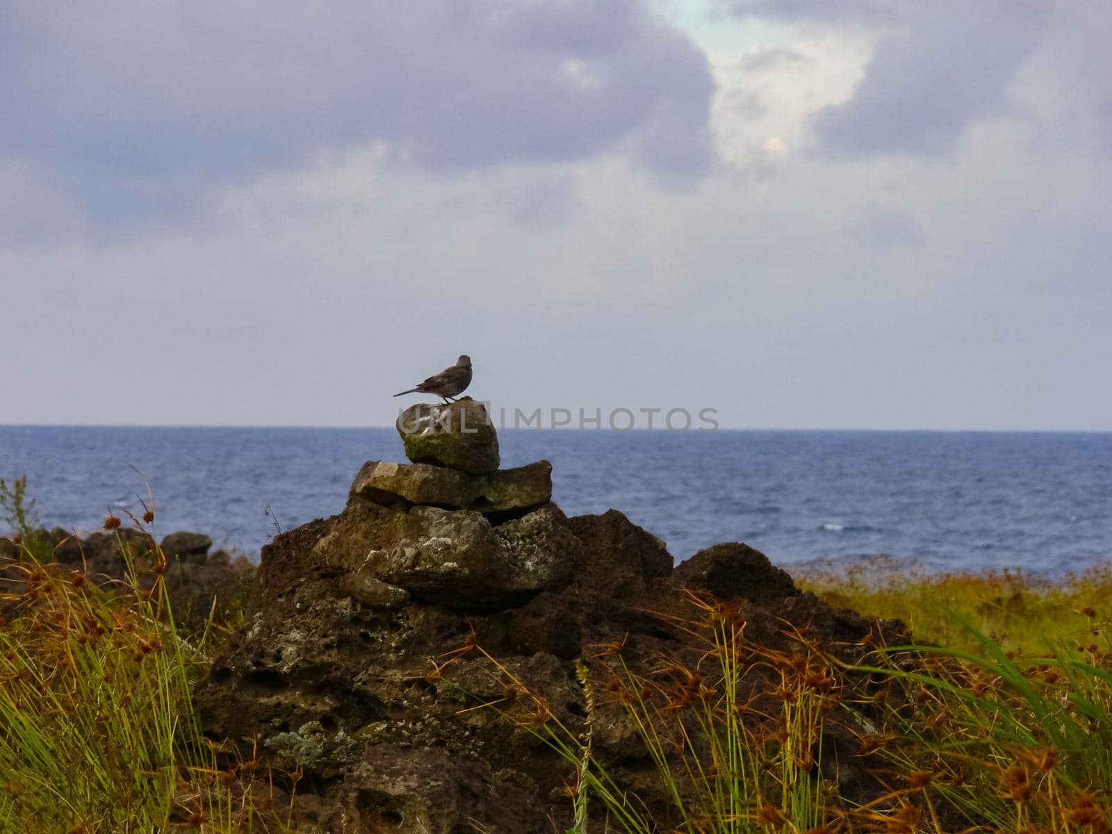 An eagle on Easter Island. Bird of prey