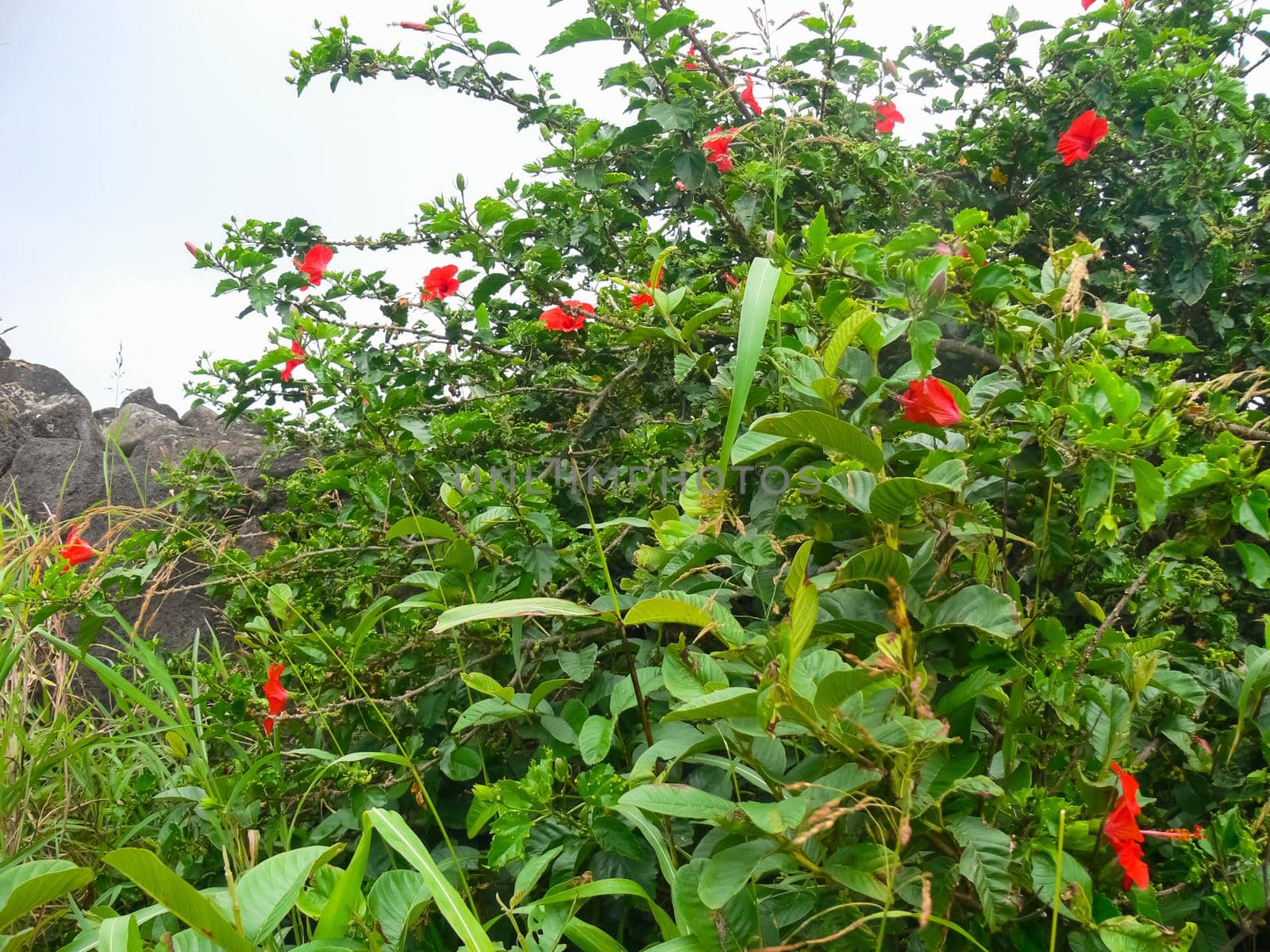 Flowers on Easter Island. Beautiful flowers on island. by DePo