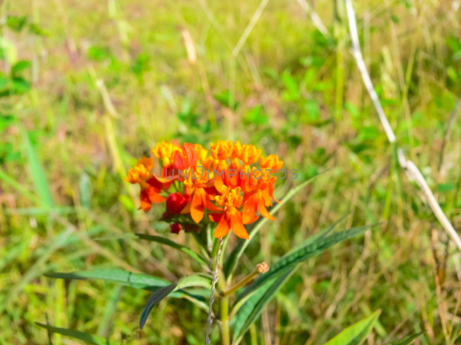 Flowers on Easter Island. Beautiful flowers on the island.