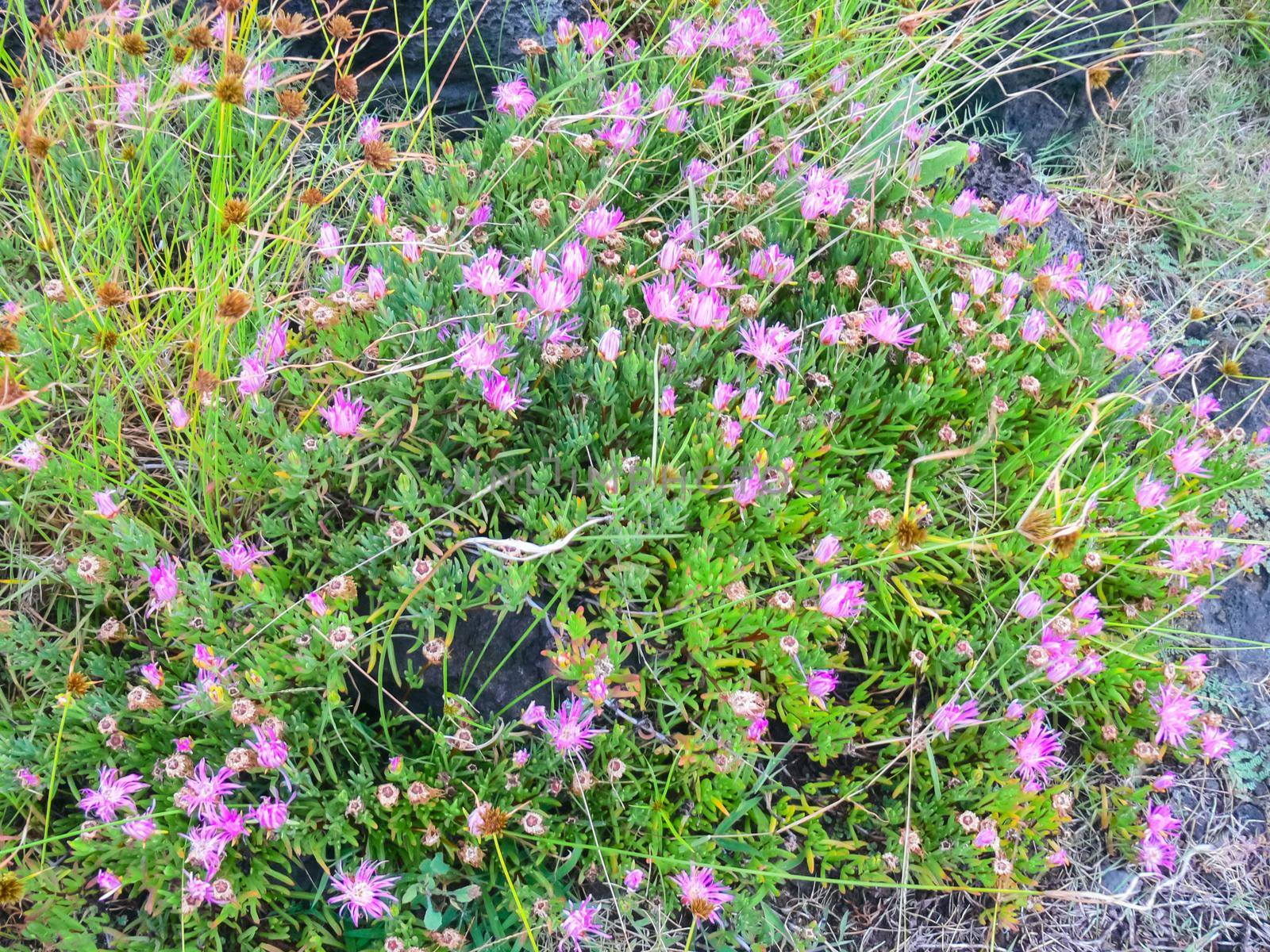 Flowers on Easter Island. Beautiful flowers on island. by DePo