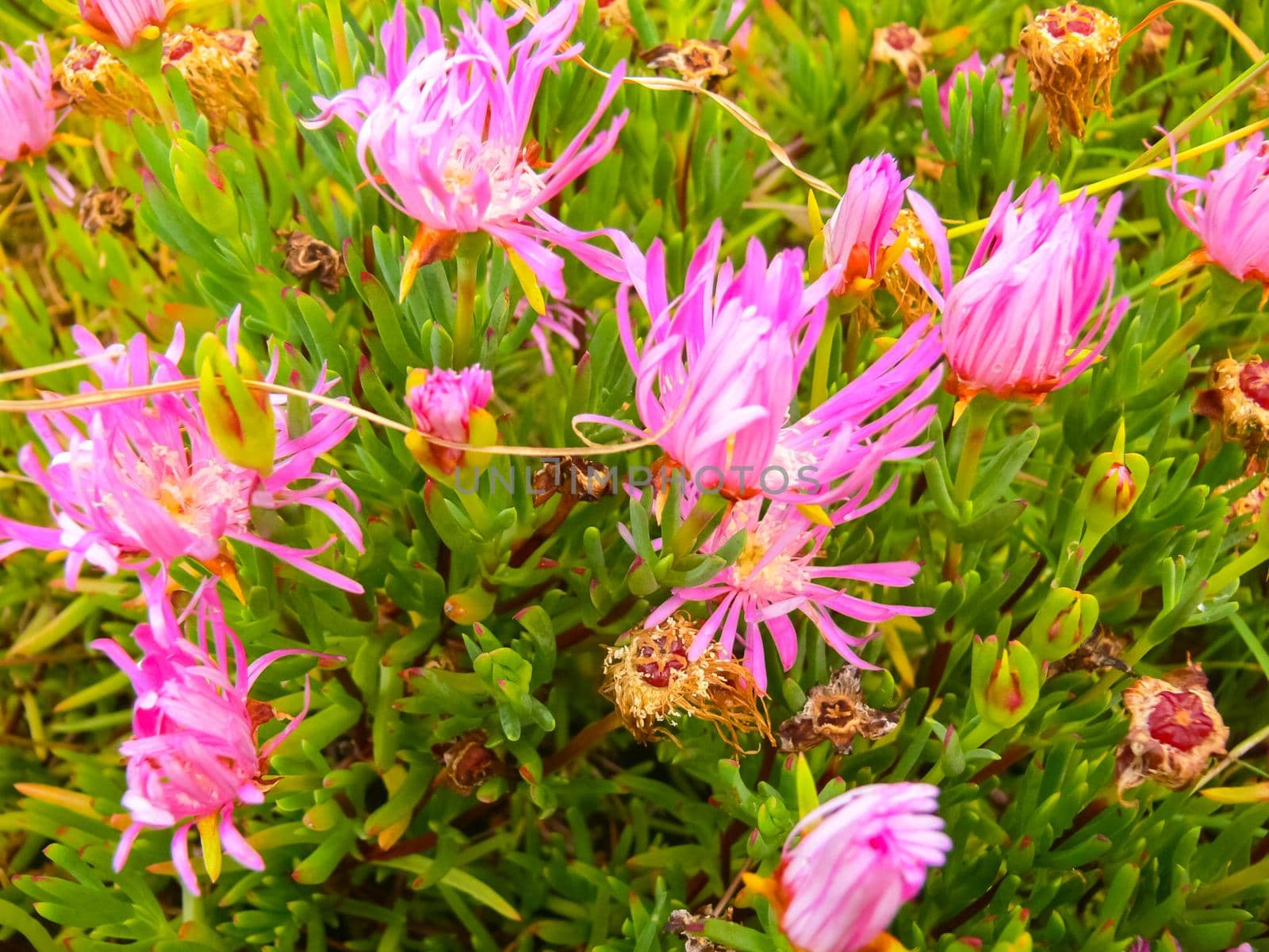 Flowers on Easter Island. Beautiful flowers on island. by DePo