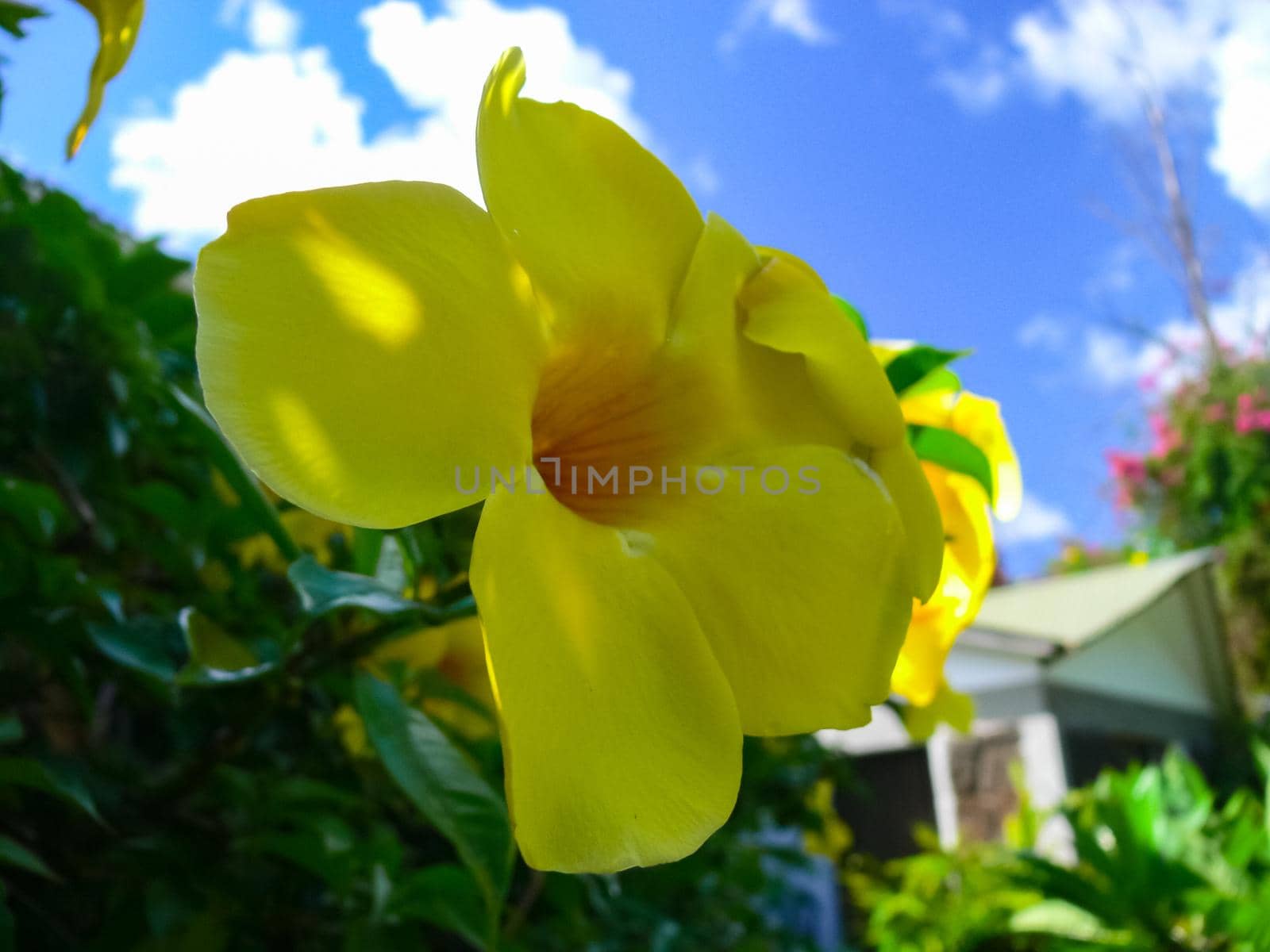 Flowers on Easter Island. Beautiful flowers on island. by DePo