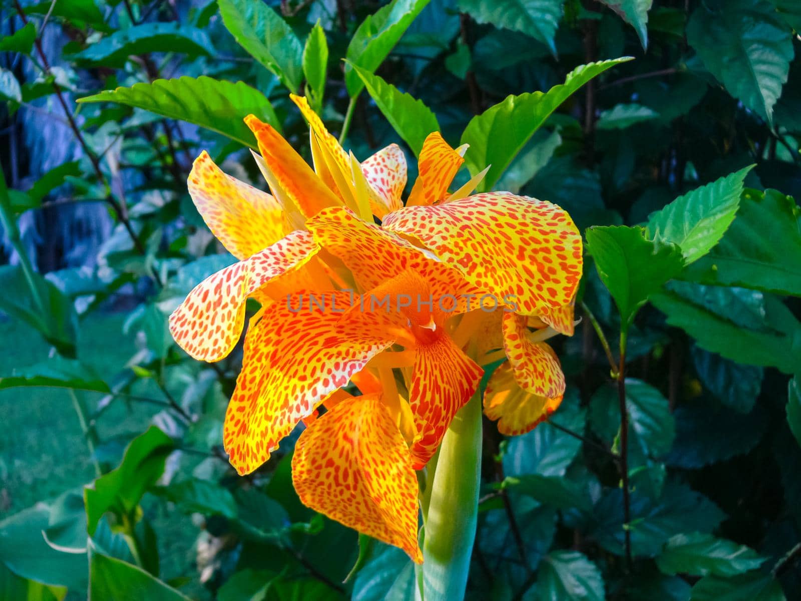 Flowers on Easter Island. Beautiful flowers on the island.