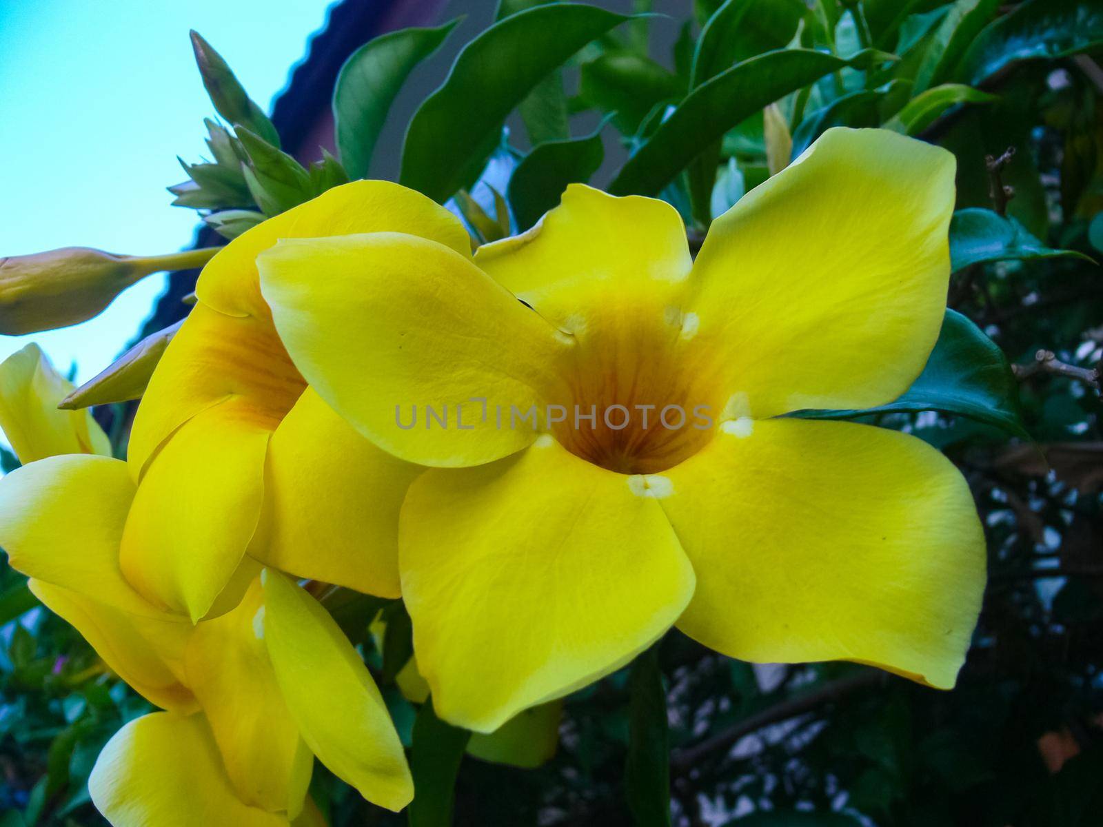 Flowers on Easter Island. Beautiful flowers on the island.