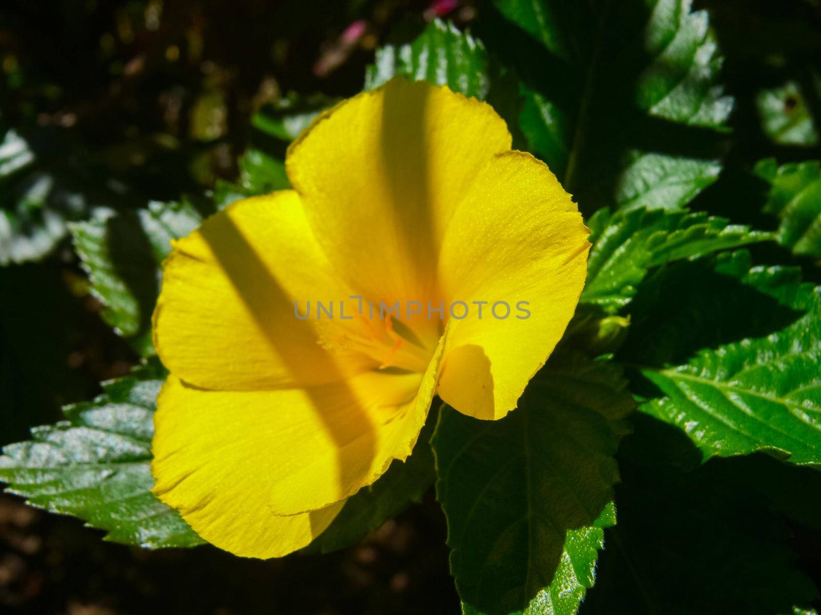 Flowers on Easter Island. Beautiful flowers on island. by DePo