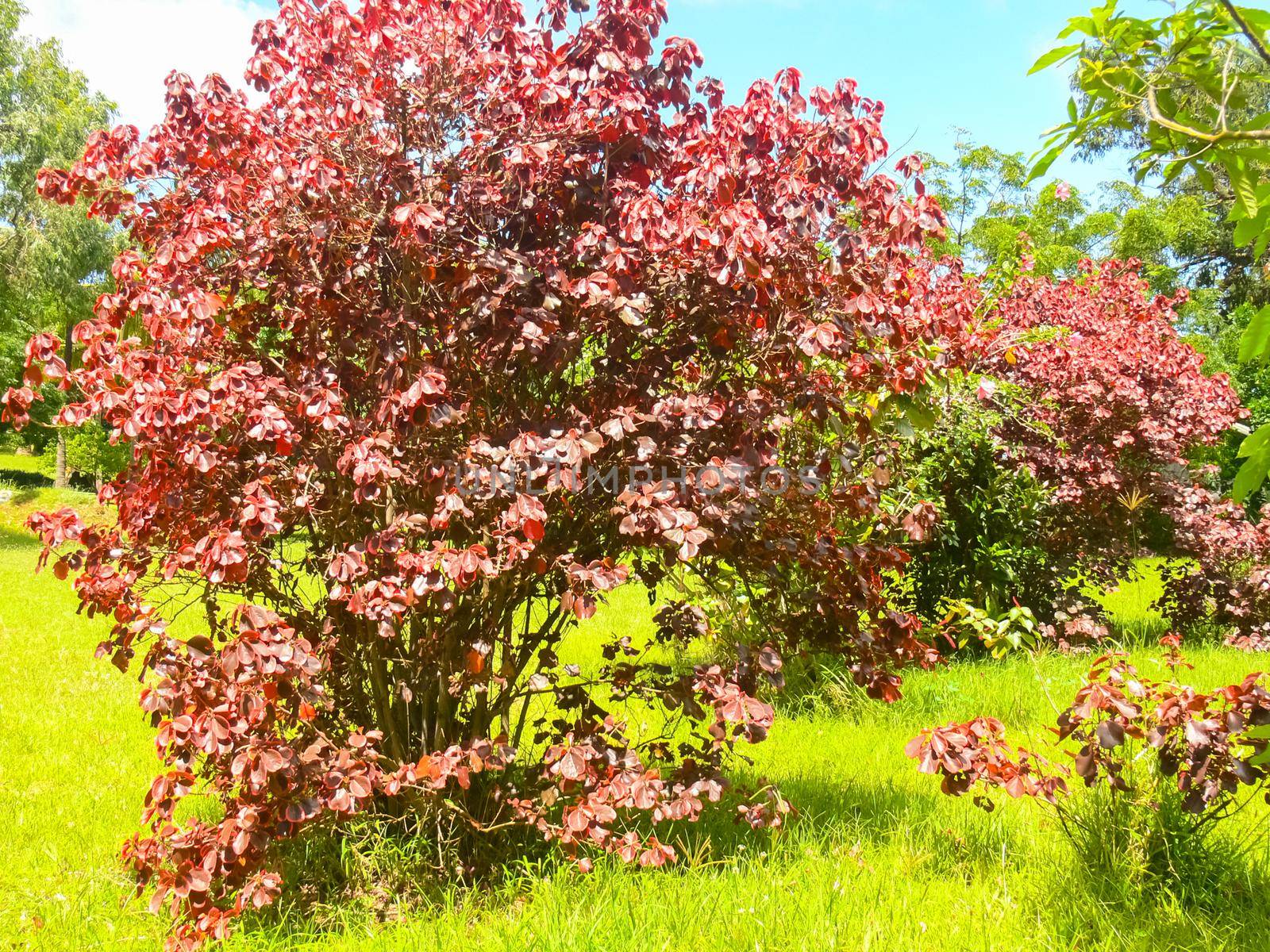 Flowers on Easter Island. Beautiful flowers on island. by DePo