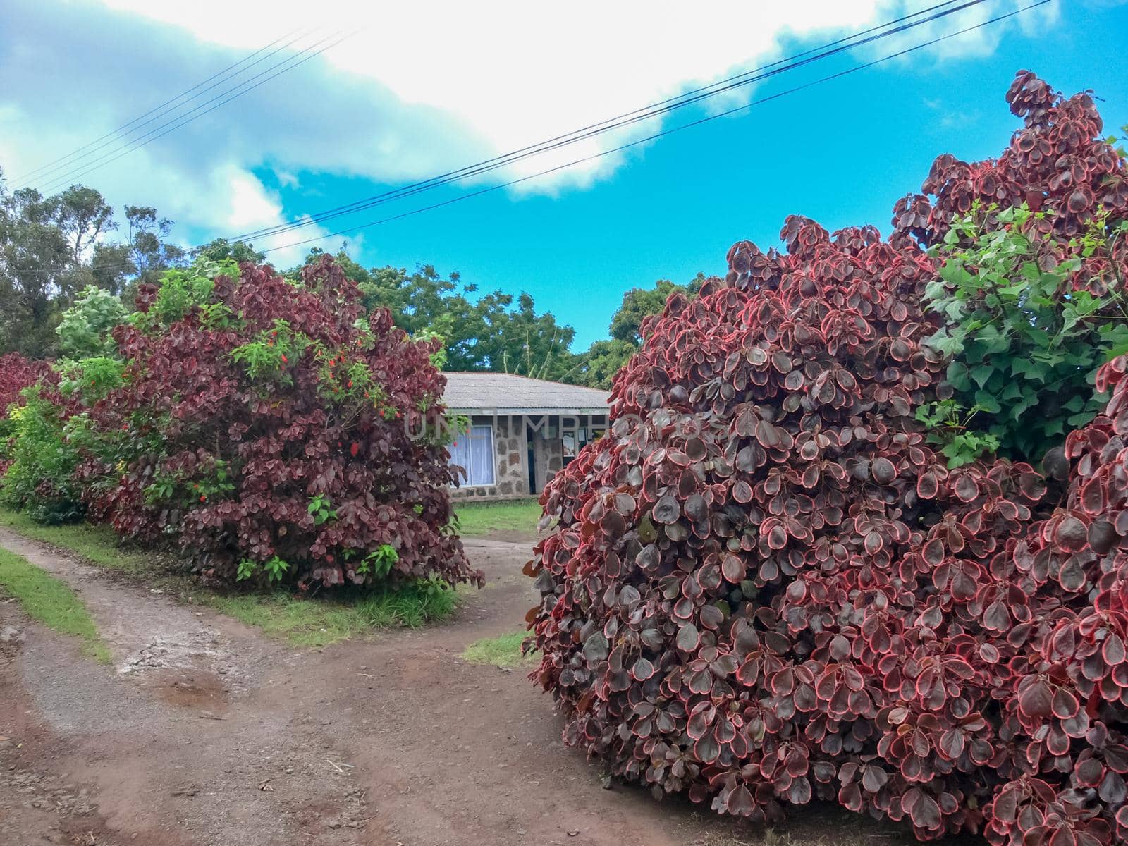 Flowers on Easter Island. Beautiful flowers on island. by DePo