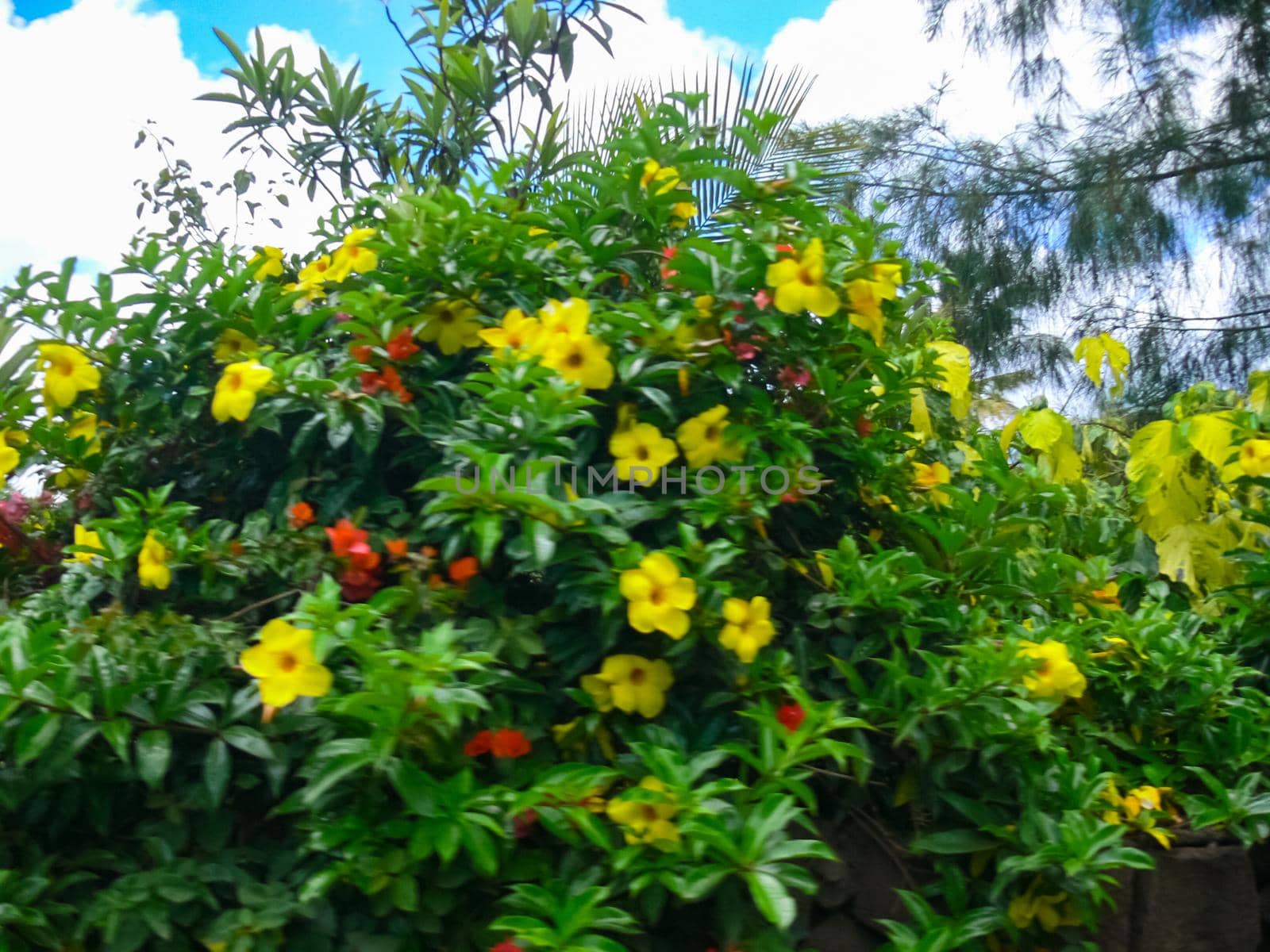 Flowers on Easter Island. Beautiful flowers on island. by DePo