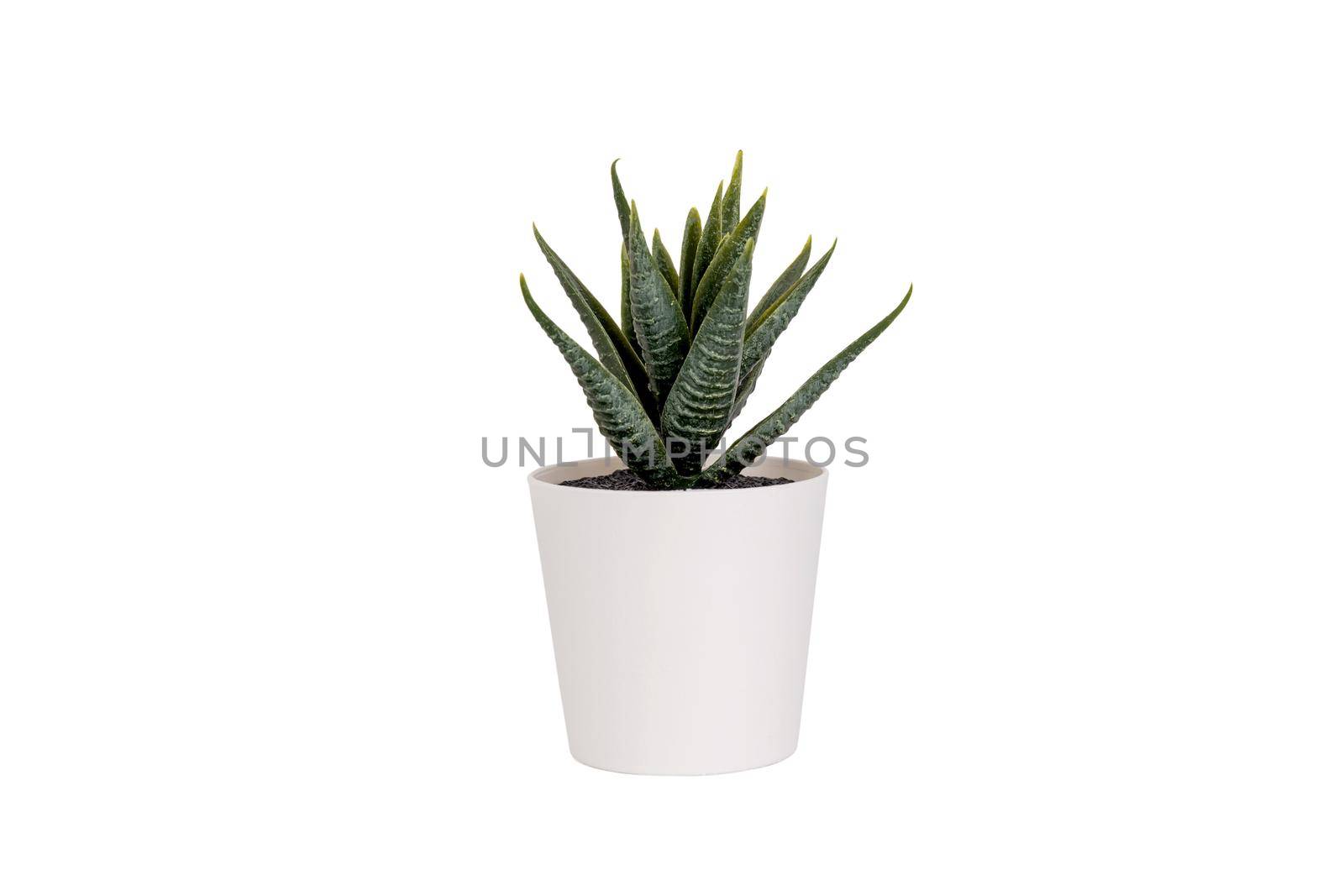 Beautiful artificial green grass in pots ceramic isolated on white background, plastic tree and foliage, plant mini tree, leaf fake with imitation for decorate home, closeup object.