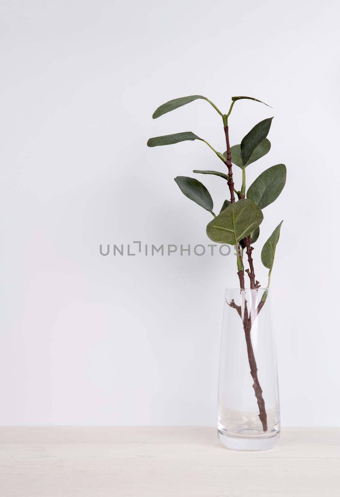 Mini plant succulent on wooden white desk, little plant and leaf in potted on table, copy space, nobody, tree in bottle glass for decoration in home, texture background, spring and summer. by nnudoo
