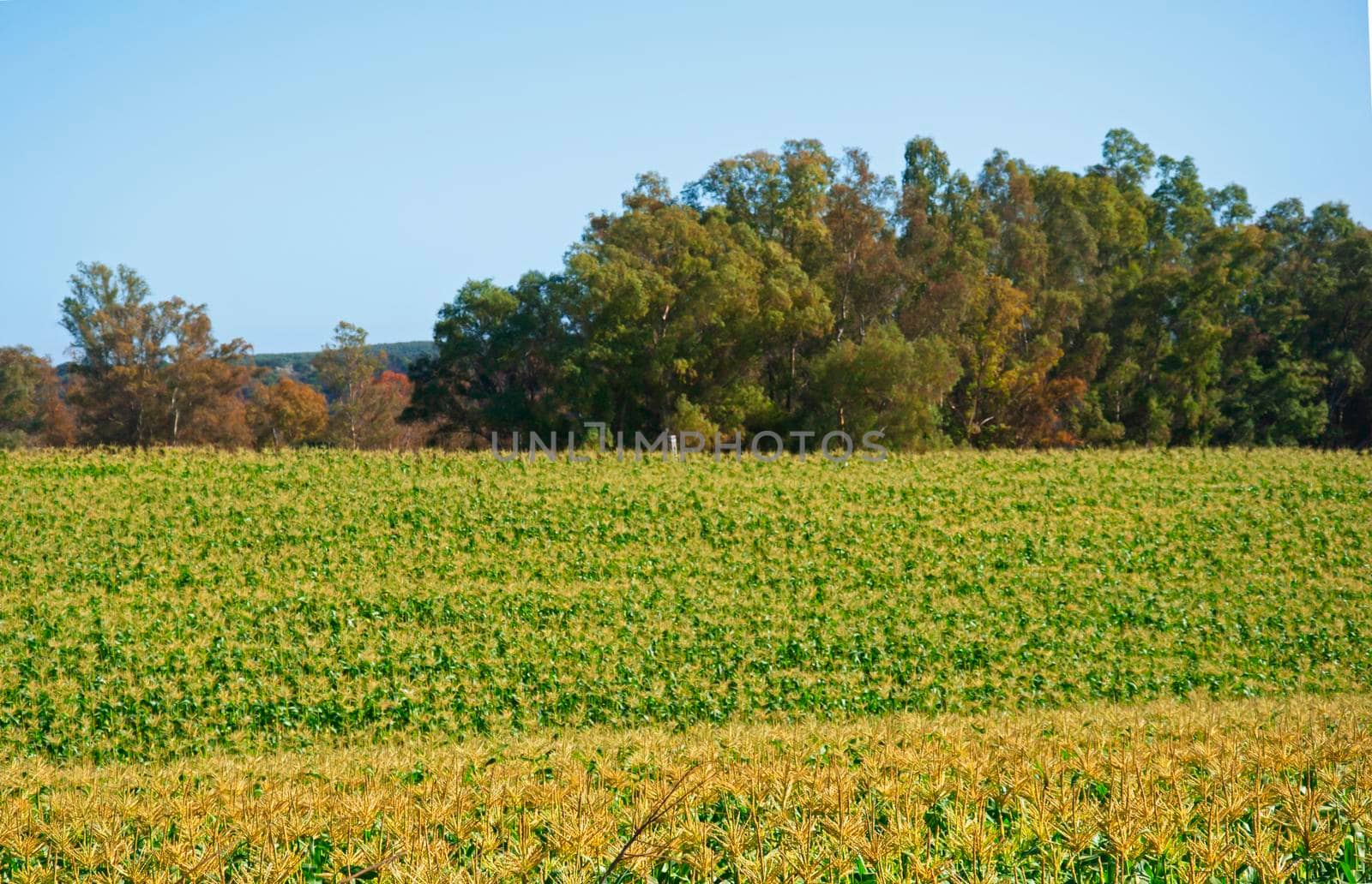 Wide green field with young yellow corn and autumn trees, blue sky. Seville, Spain