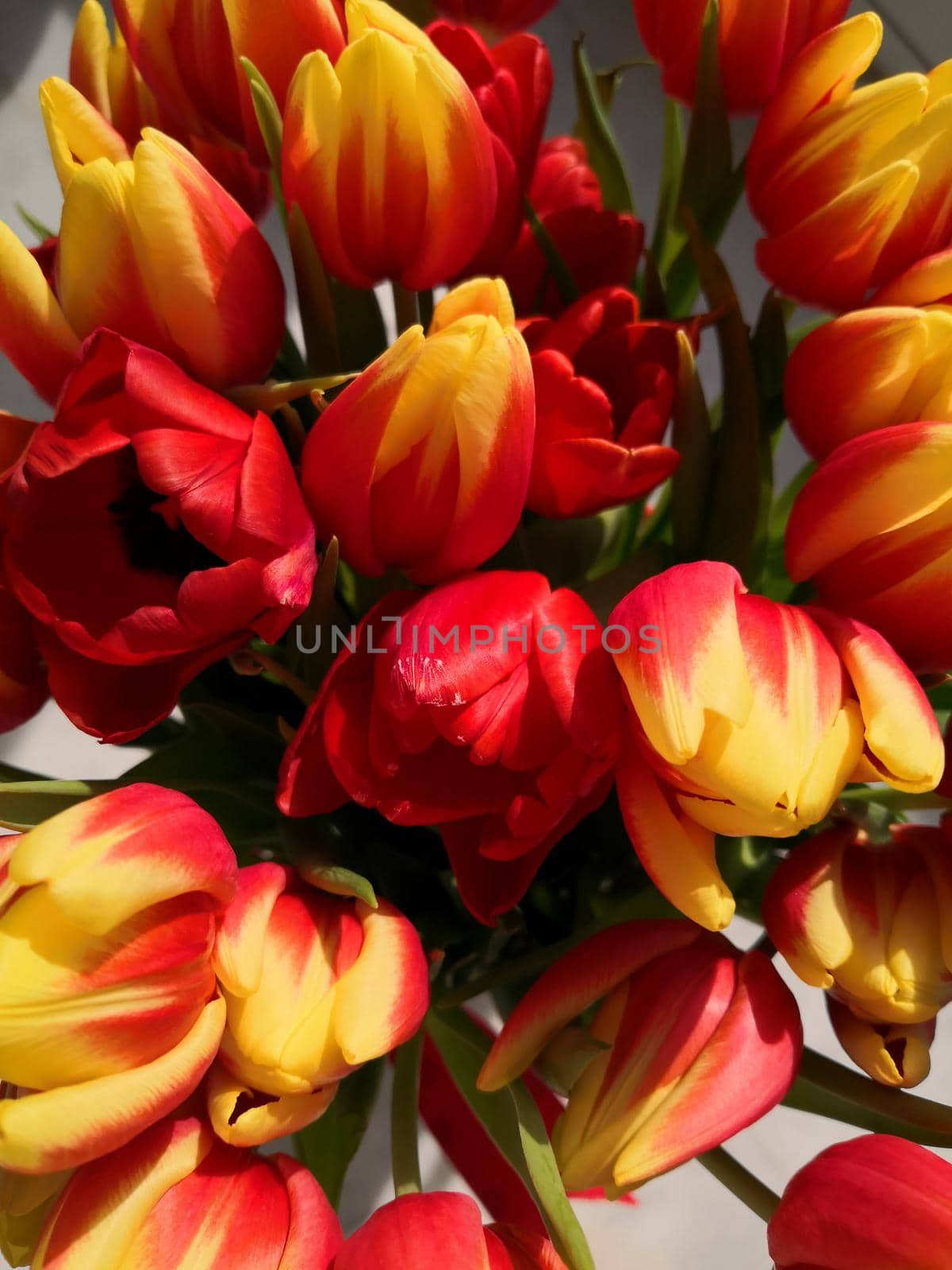 Big bouquet of red and yellow tulips, top view, macro