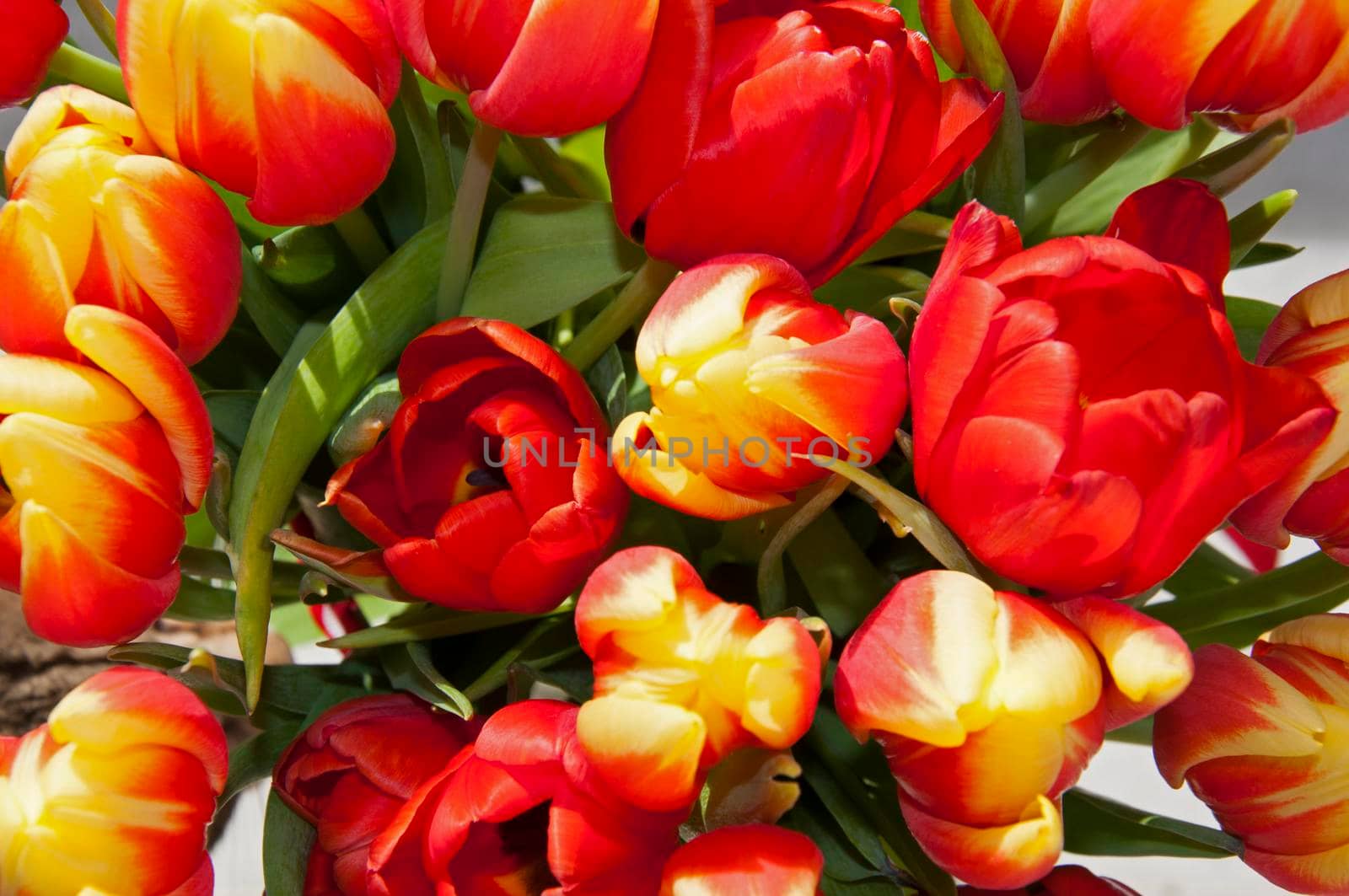 Big bouquet of red and yellow tulips with green leaves, macro