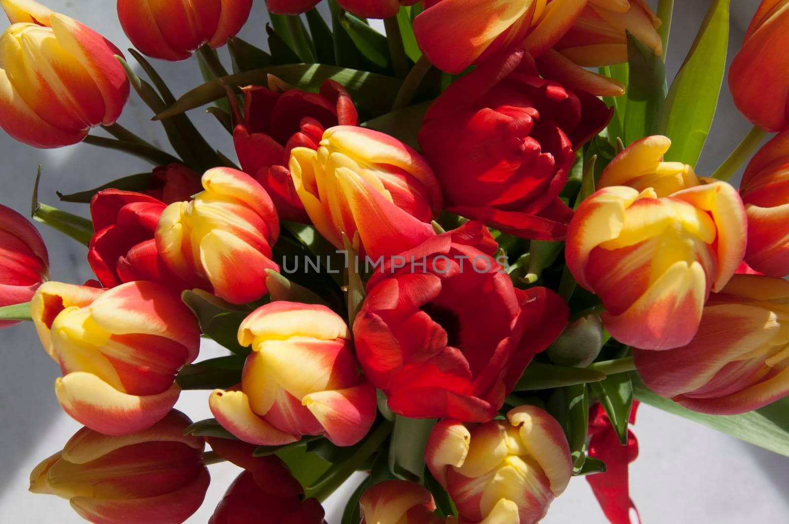 Big bouquet of red and yellow tulips, white background, macro by Bezdnatm