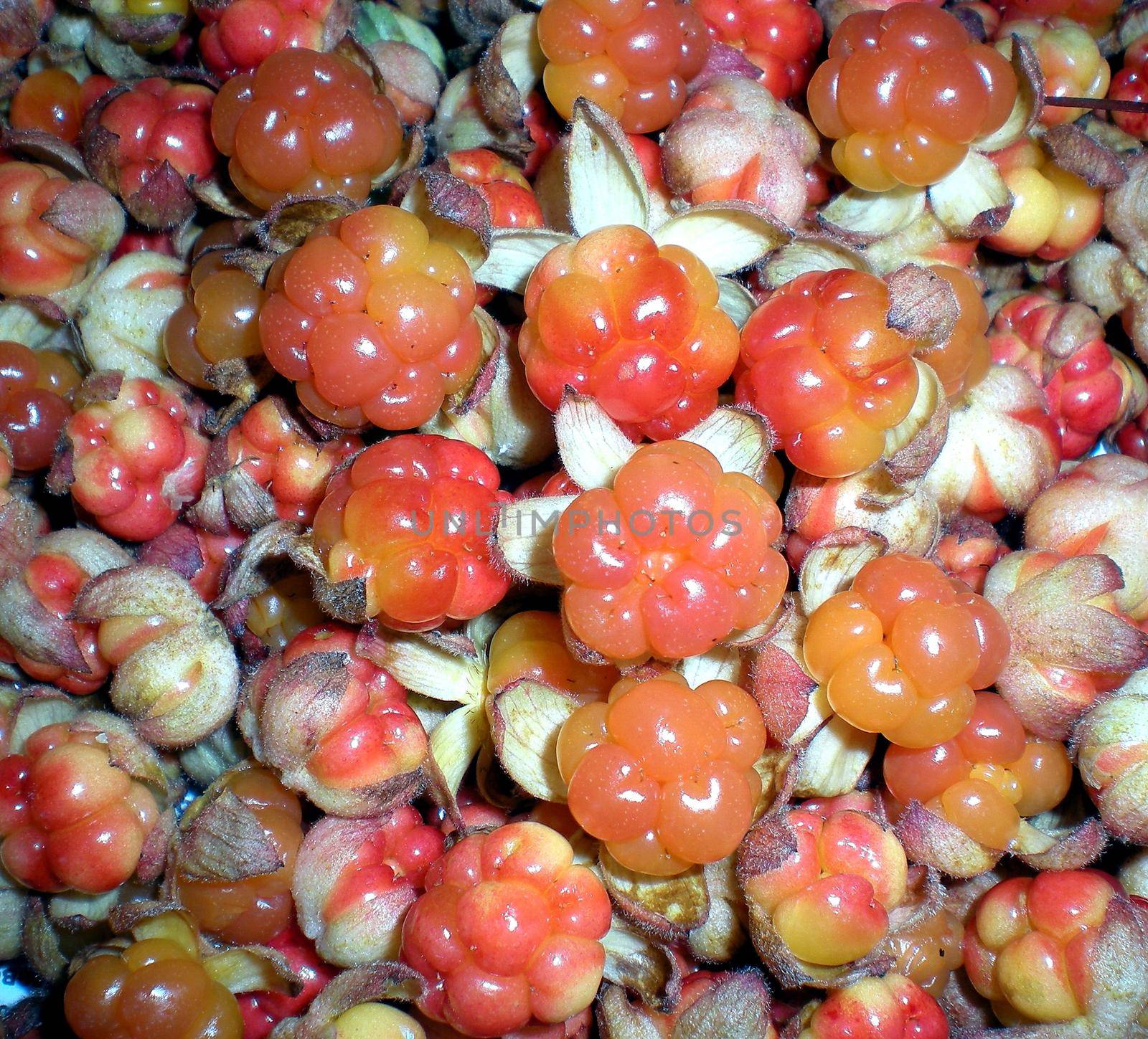 Berry powder. Collected berry powder in a cup.