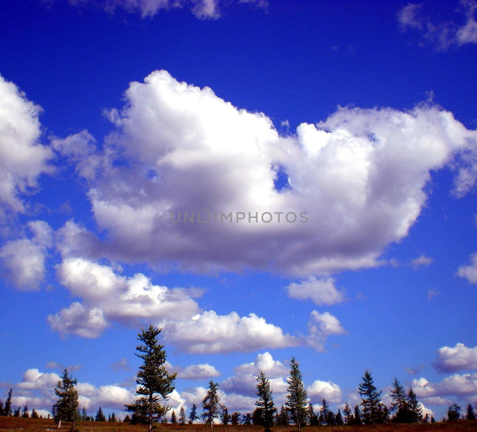 Blue sky with clouds over the taiga. The nature of the Russian north.