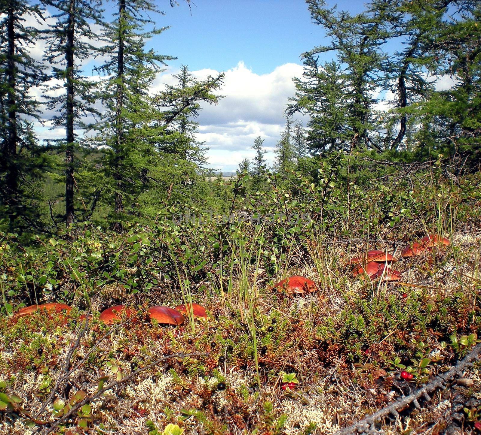 Large mushrooms in the grass in taiga forest. by DePo