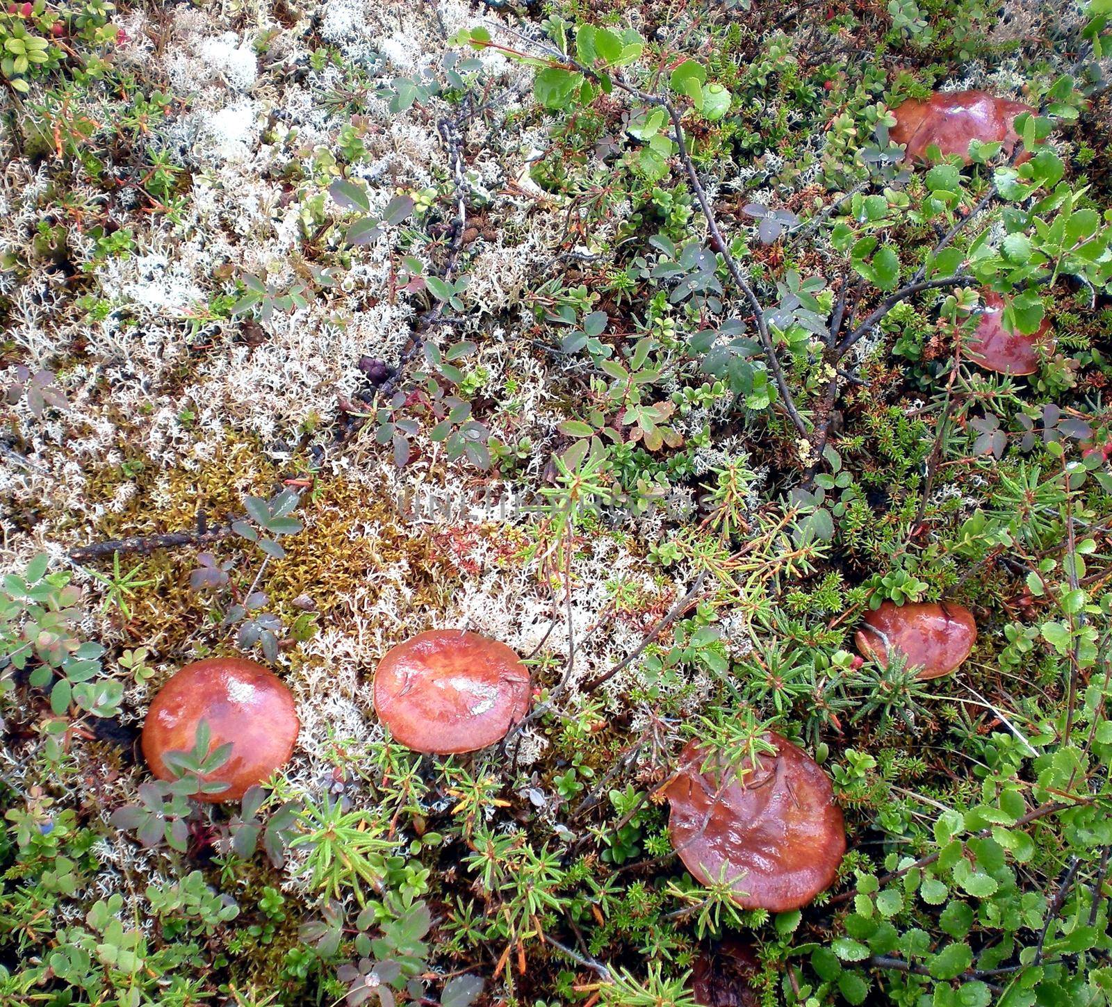 Large mushrooms in the grass in taiga forest. by DePo